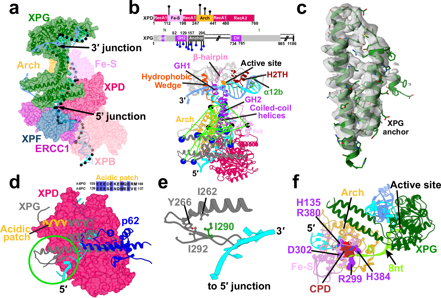 Fig. 2: The XPG nuclease bridges the opposing ends of the NER bubble, providing an unexpected 5′ incision sensing mechanism.