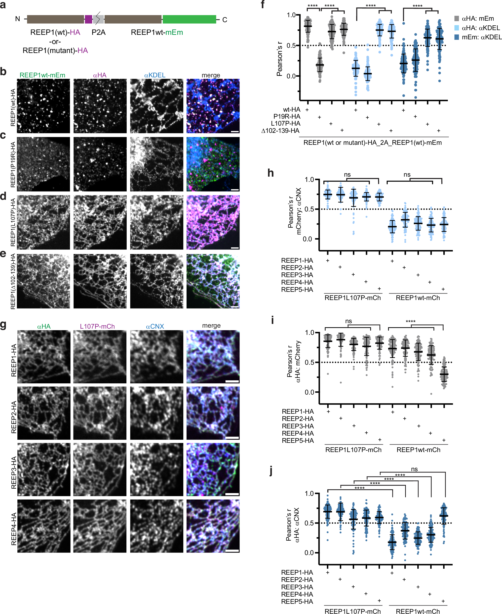 Fig. 4: REEP1 APH-C mutants can relocalize wild-type REEP1-4 to the bulk ER.