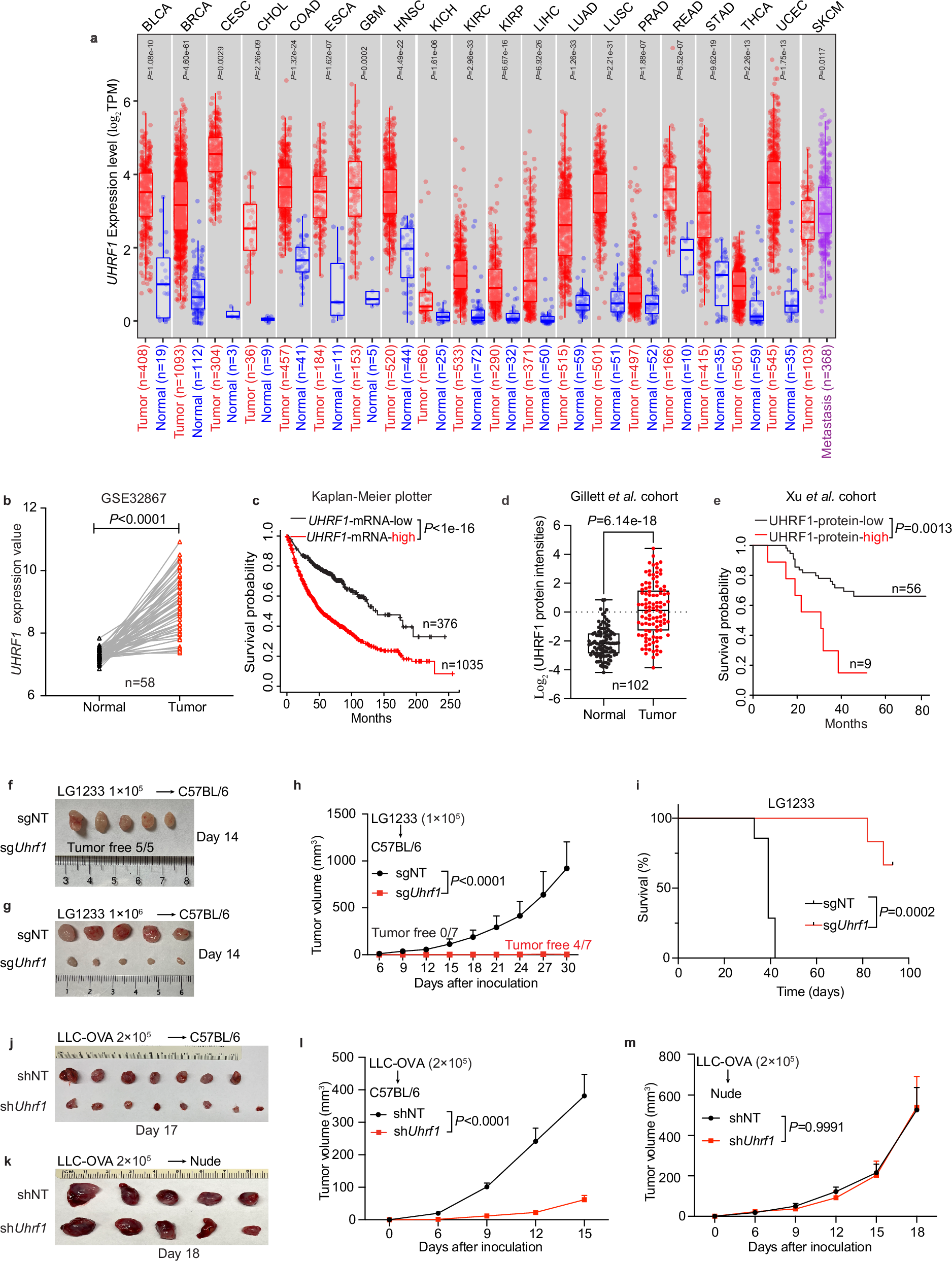 Fig. 1: UHRF1 is overexpressed in cancer and promotes tumor growth in syngenic mouse models.