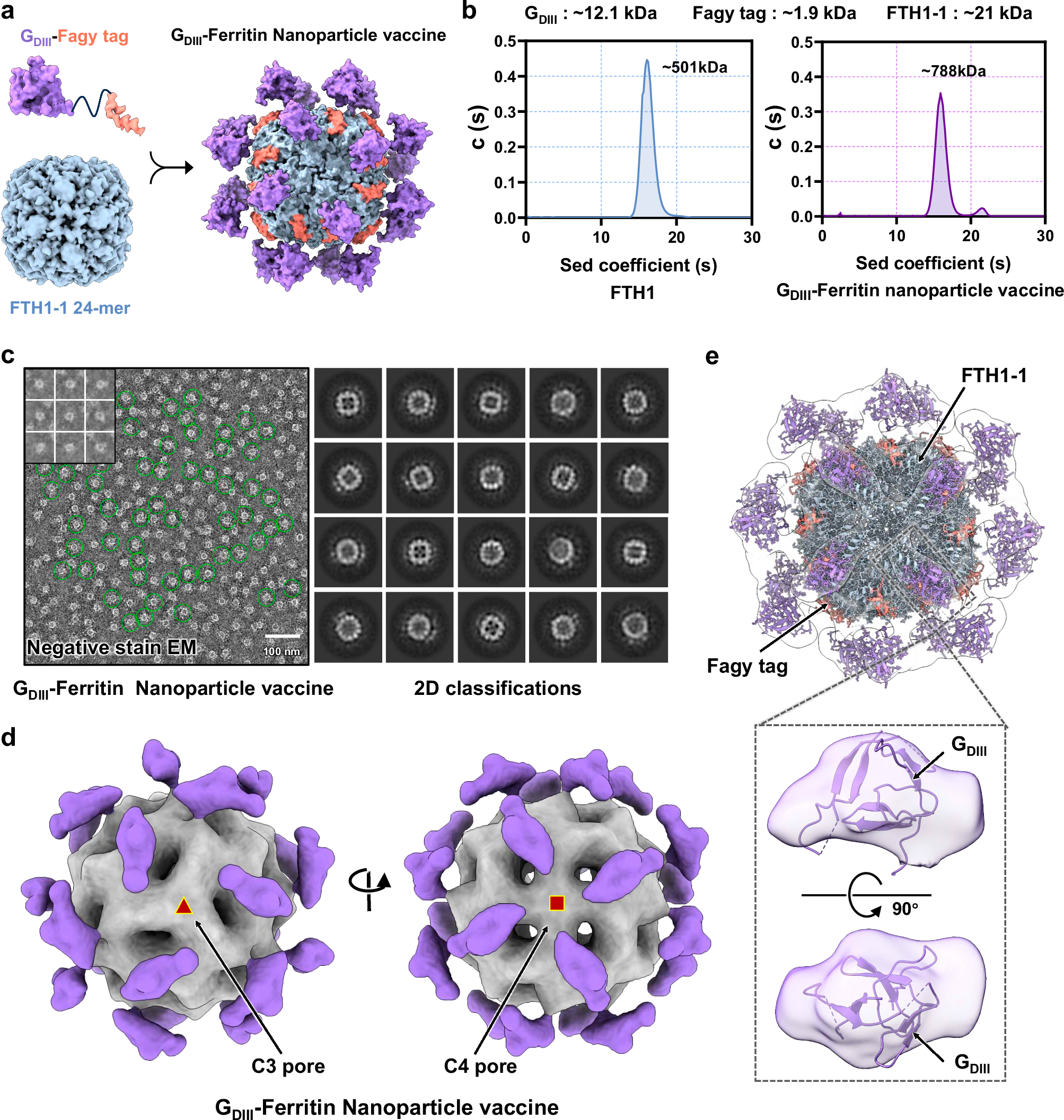 Fig. 3: The antigen presentation efficiency and performance mode of GDIII-Ferritin nanoparticle vaccine.