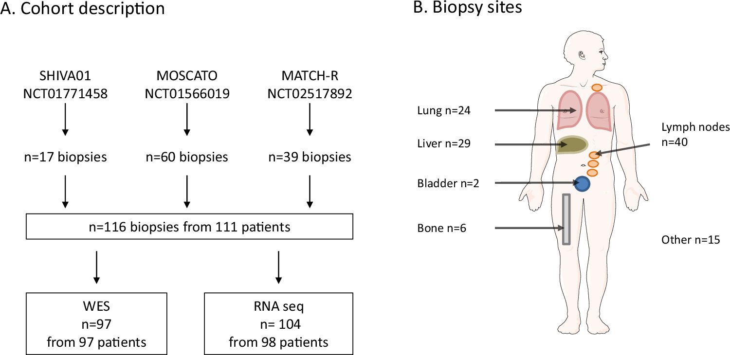 Fig. 1: Study design and biopsy sites.