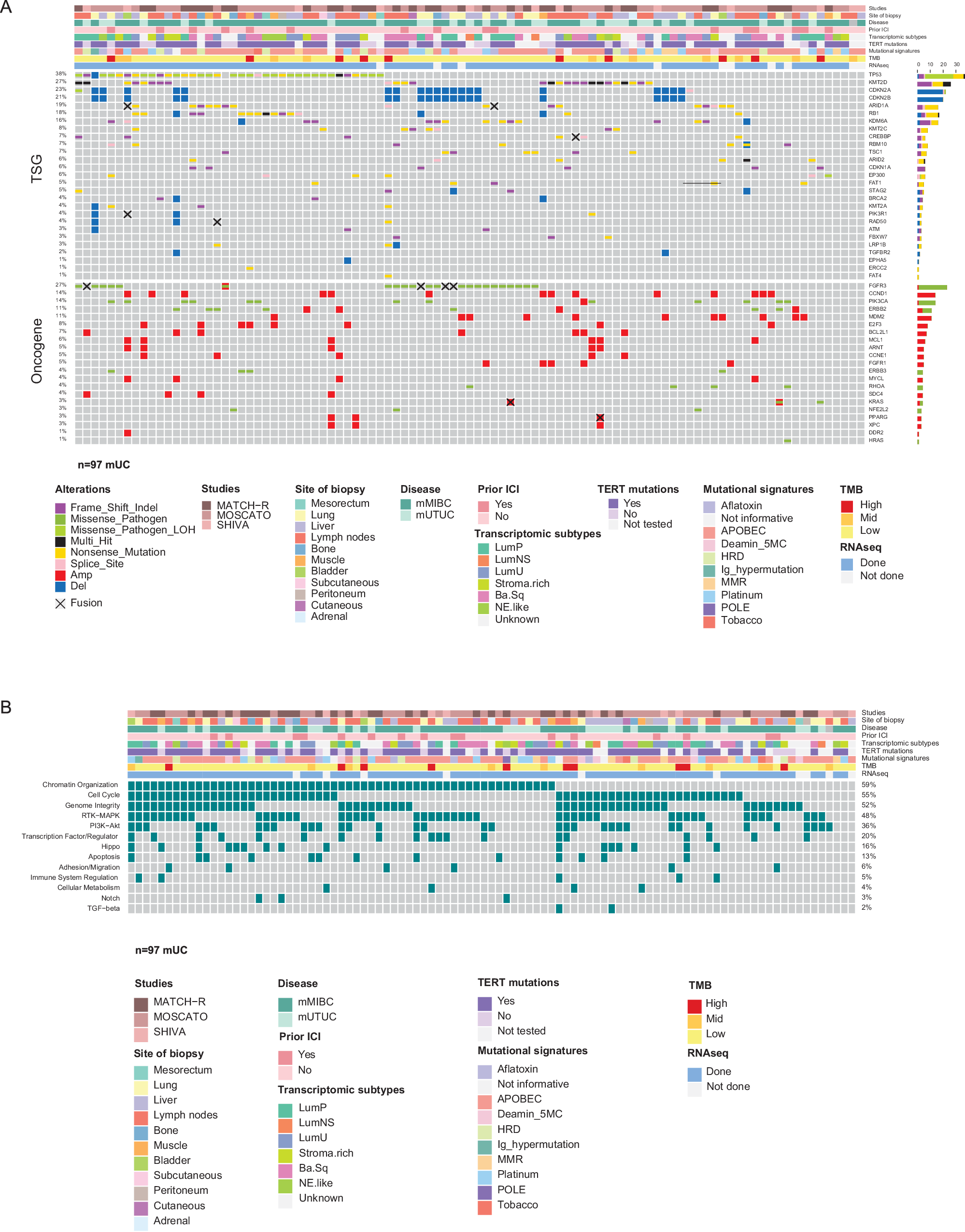 Fig. 2: Genomic alterations in mUC.