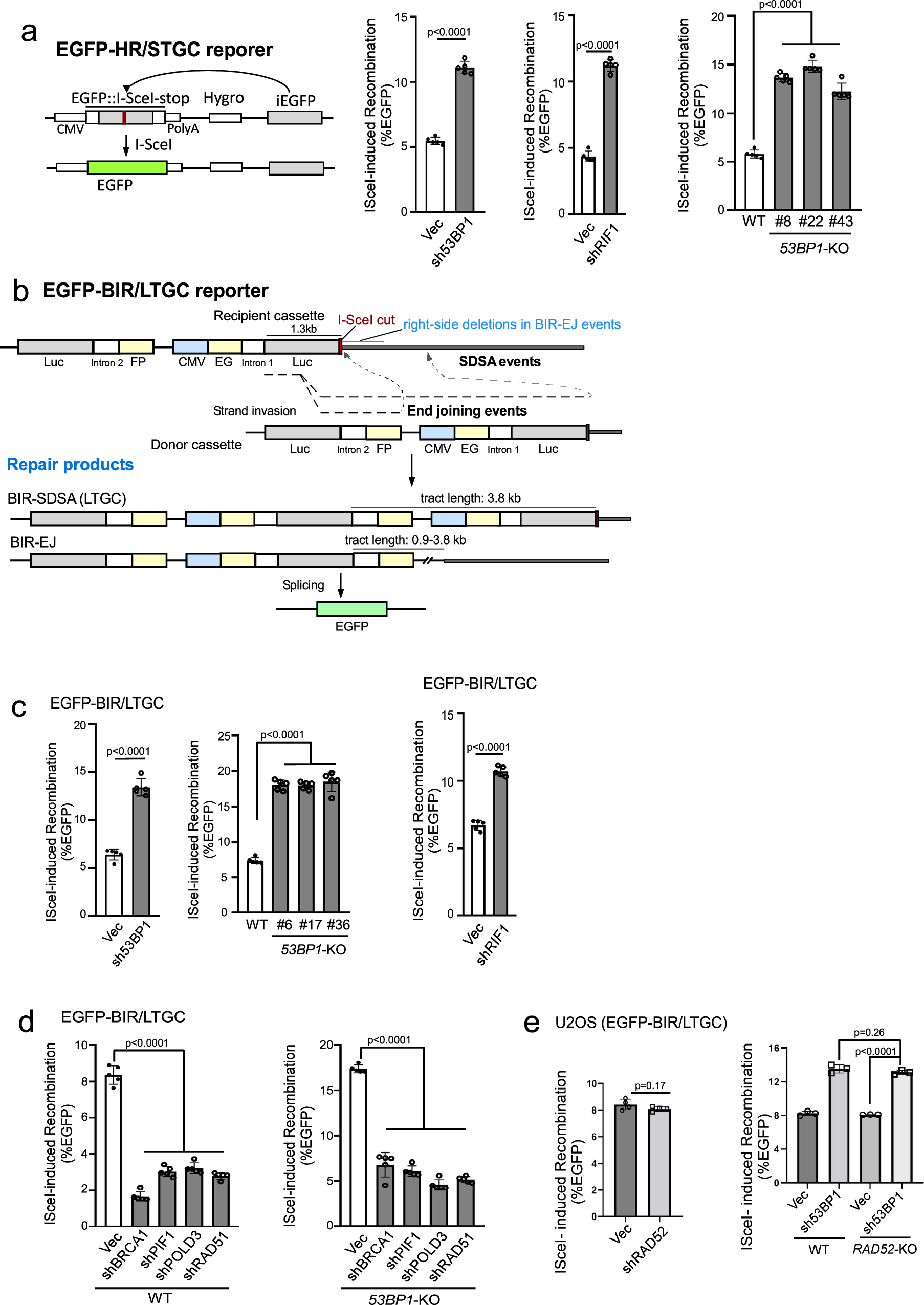 Fig. 1: Inactivation of the 53BP1 pathway leads to hyperrecombination for both HR/STGC and BIR/LTGC.