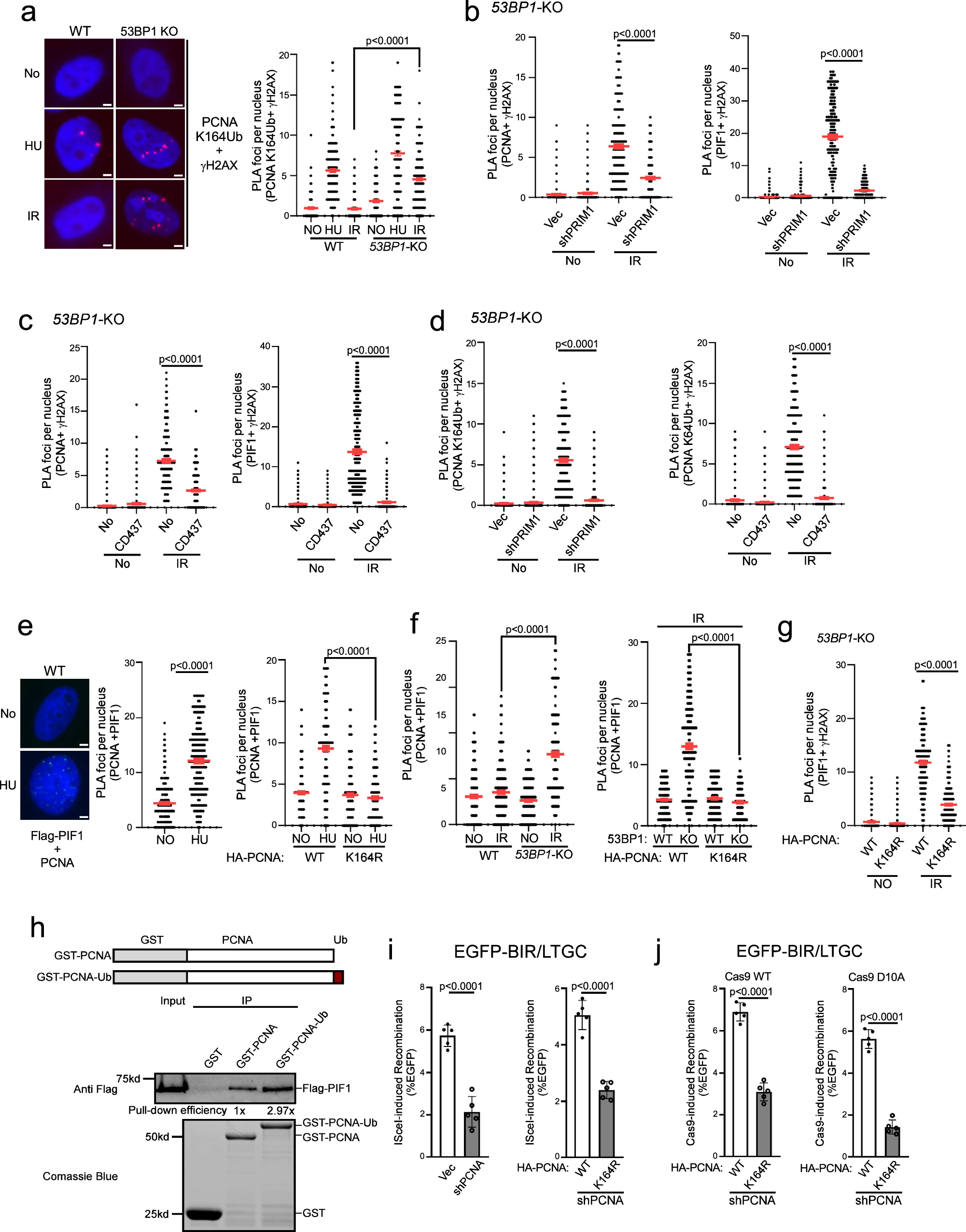Fig. 5: Polα-primase activity is important for PCNA ubiquitination and PIF1 loading to deDSBs after IR to promote BIR.