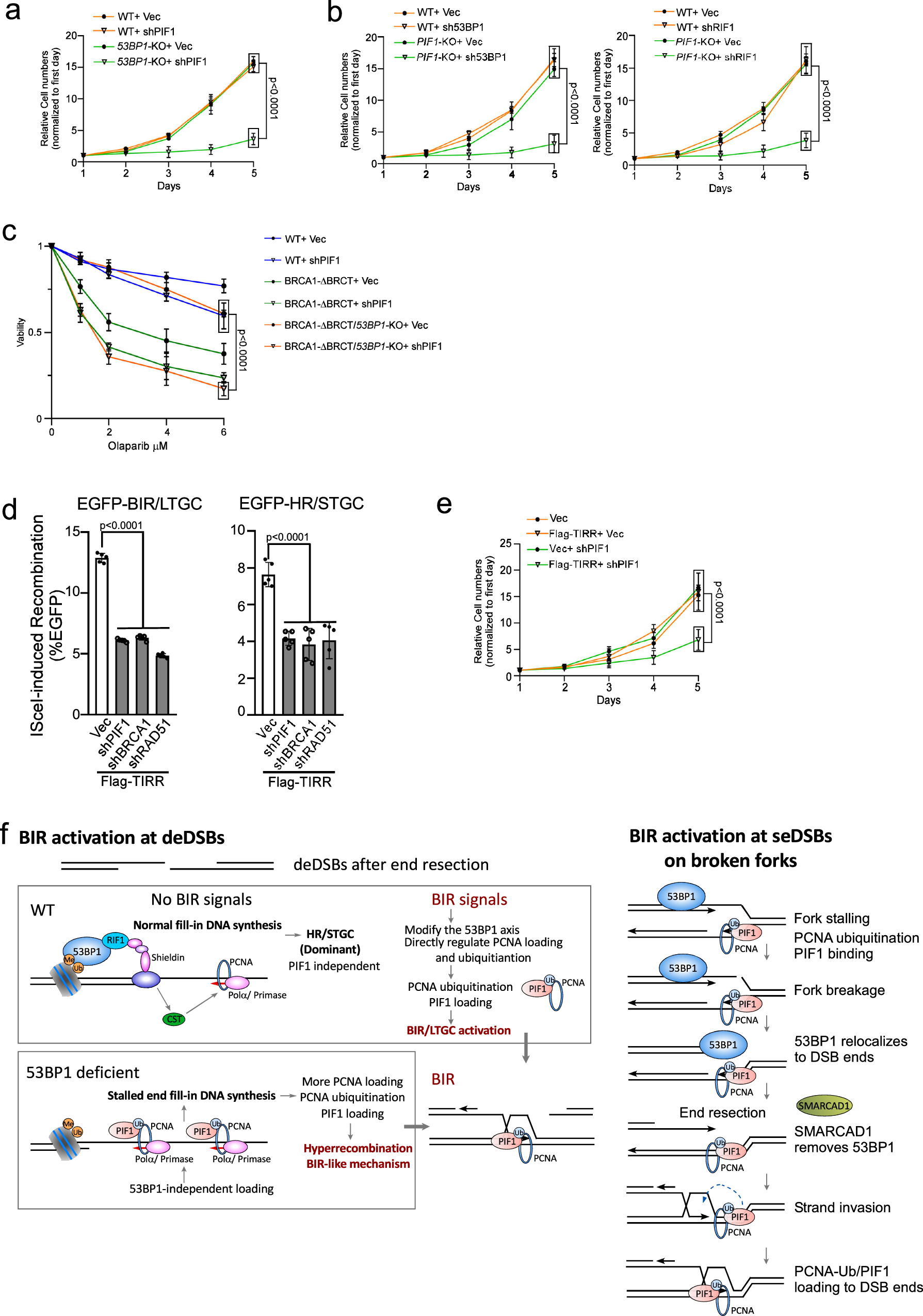 Fig. 7: Inactivation of BIR by targeting PIF1 causes cell death when the 53BP1 pathway is compromised.