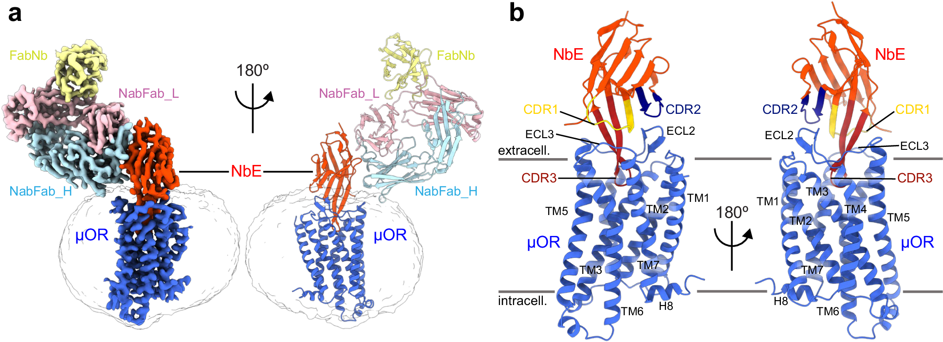 Fig. 2: Architecture of the NbE-µOR complex.