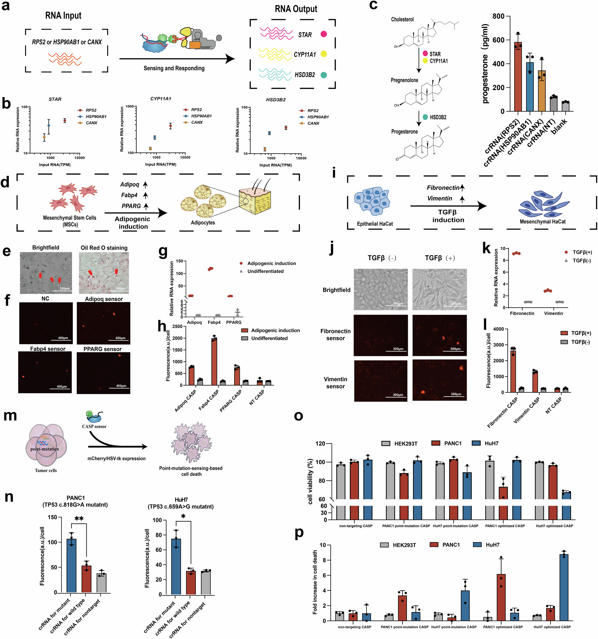 Fig. 5: Potential applications of RNA-based genetic circuits.