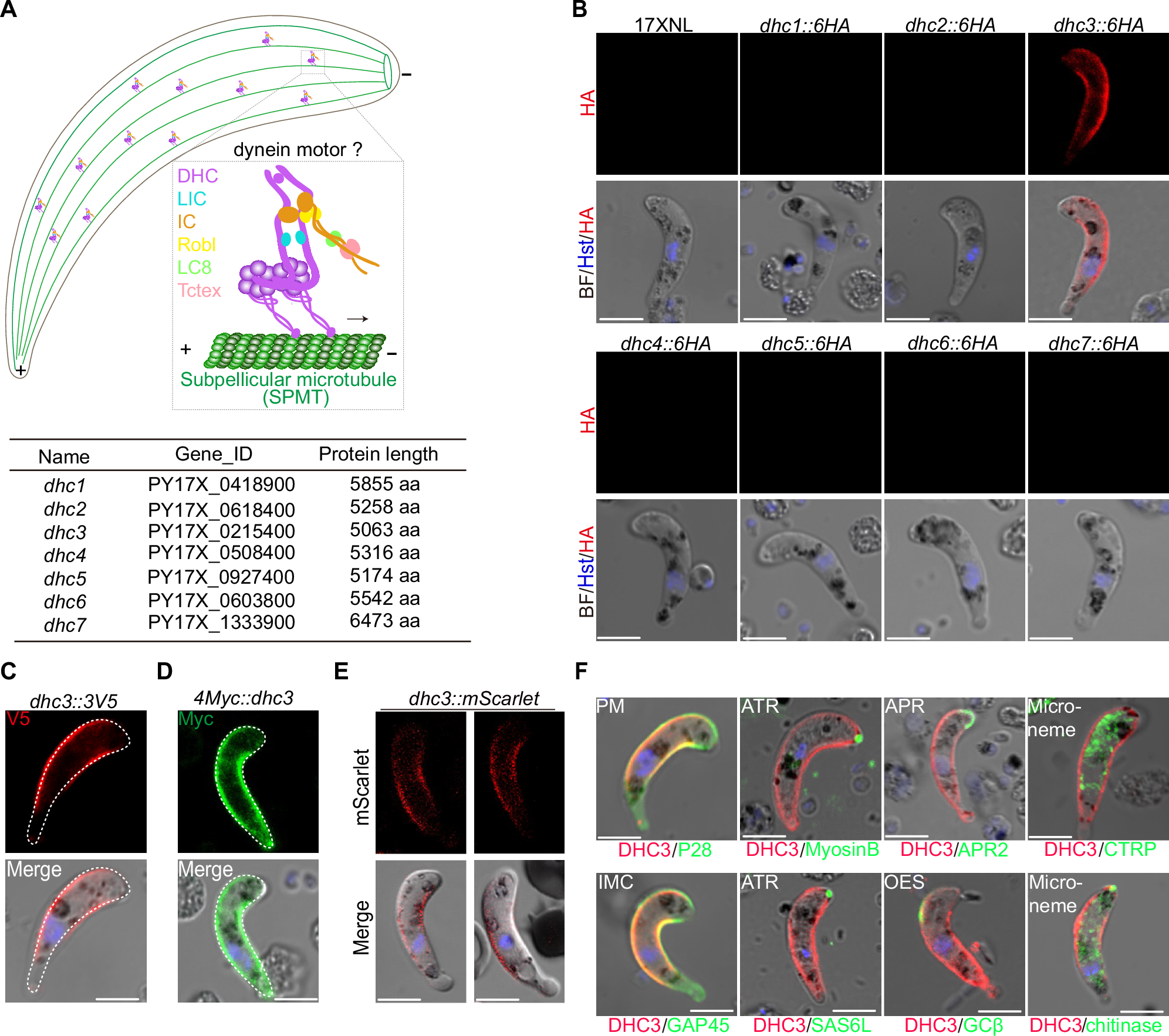 A subpellicular microtubule dynein transport machinery regulates ookinete  morphogenesis for mosquito transmission of Plasmodium yoelii | Nature  Communications