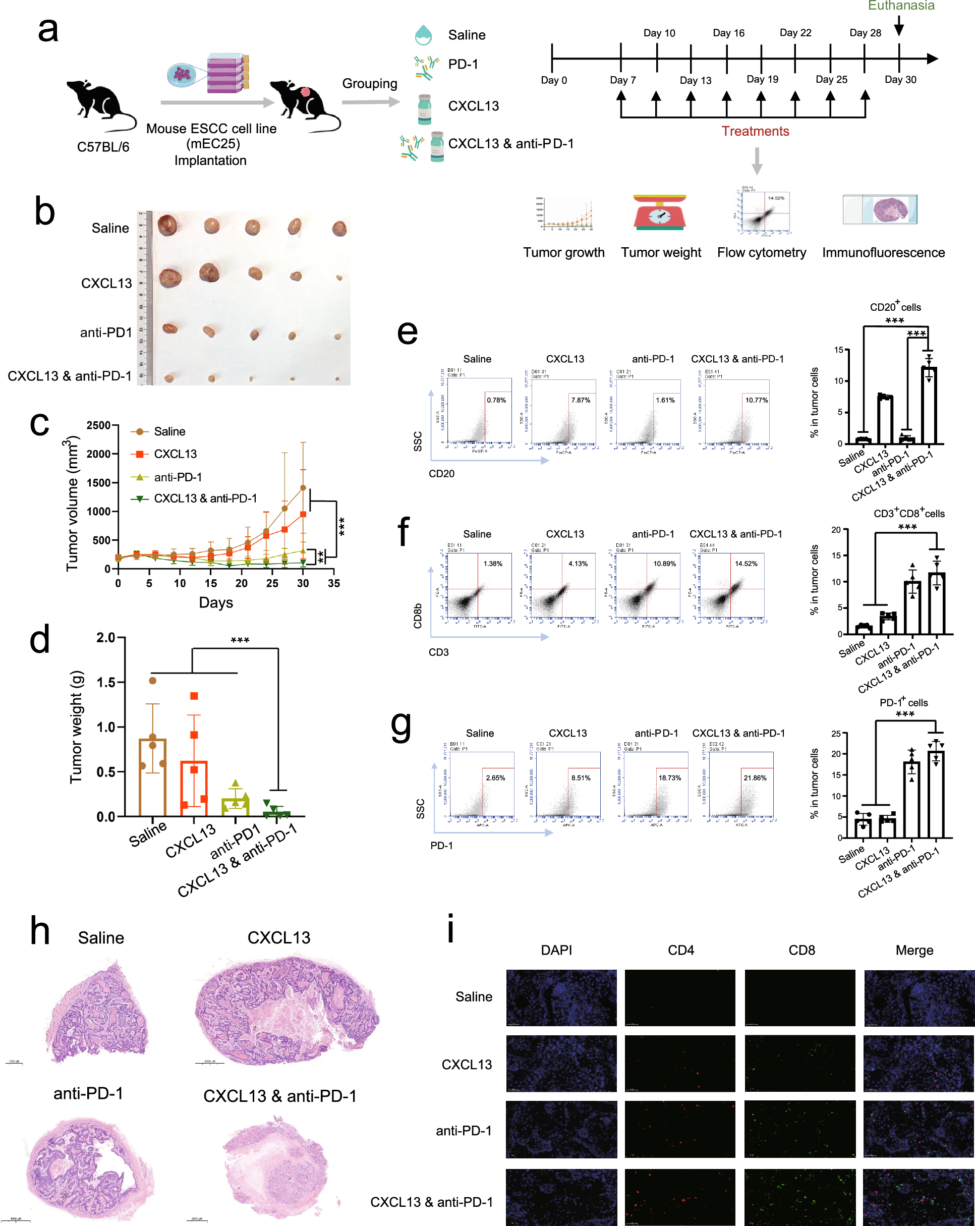 Fig. 3: CXCL13 enhances the response of anti-PD-1 therapy in the subcutaneous ESCC mouse model.