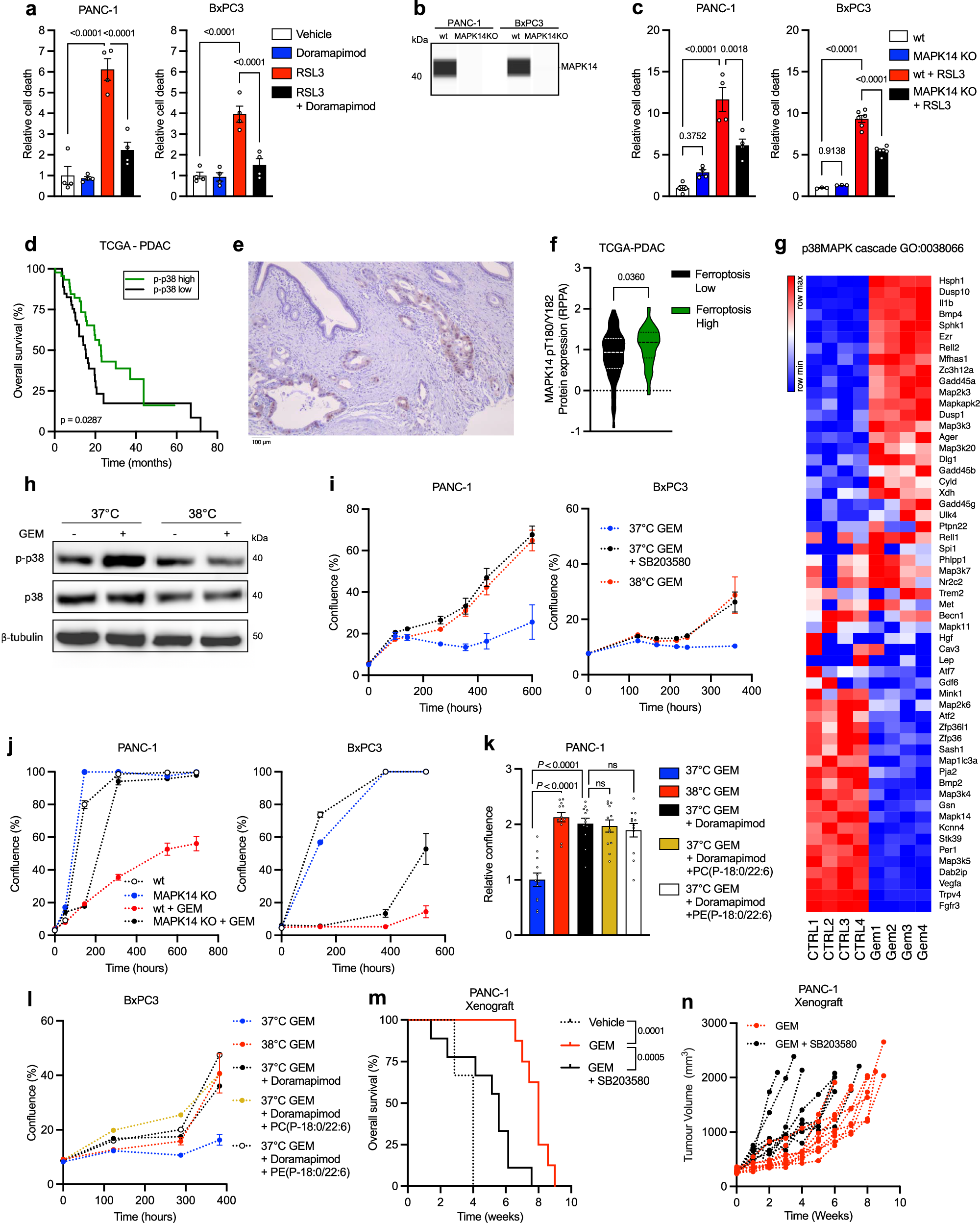Fig. 4: p38 deactivation confers gemcitabine resistance downstream of temperature-induced adaptations in lipid metabolism.