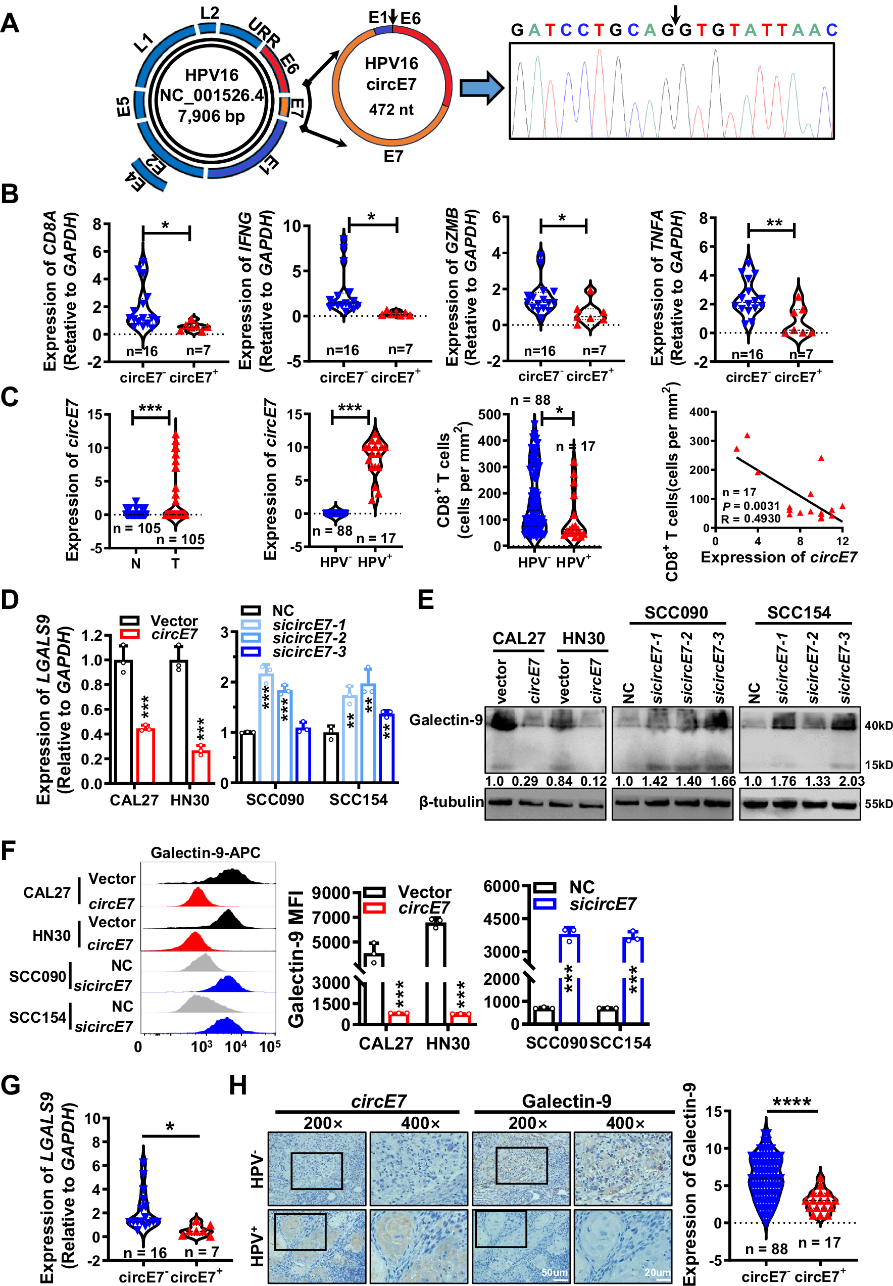 Fig. 1: circE7 is highly expressed in HPV+ HNSCC and negatively correlated with CD8+ T cell function and the expression of immune checkpoint galectin-9.