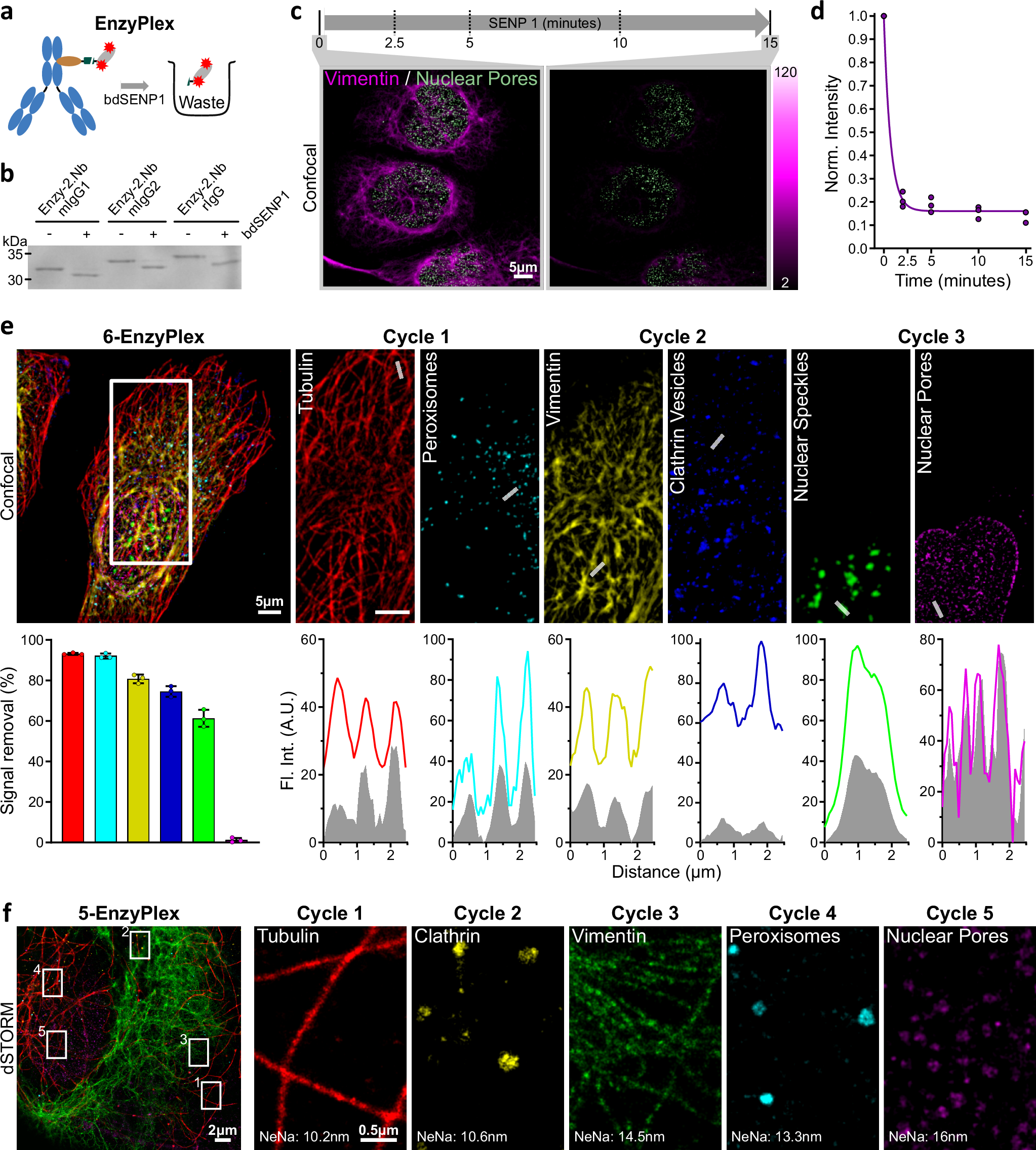 Fig. 2: Enzymatic removal of fluorescent signal (EnzyPlex).