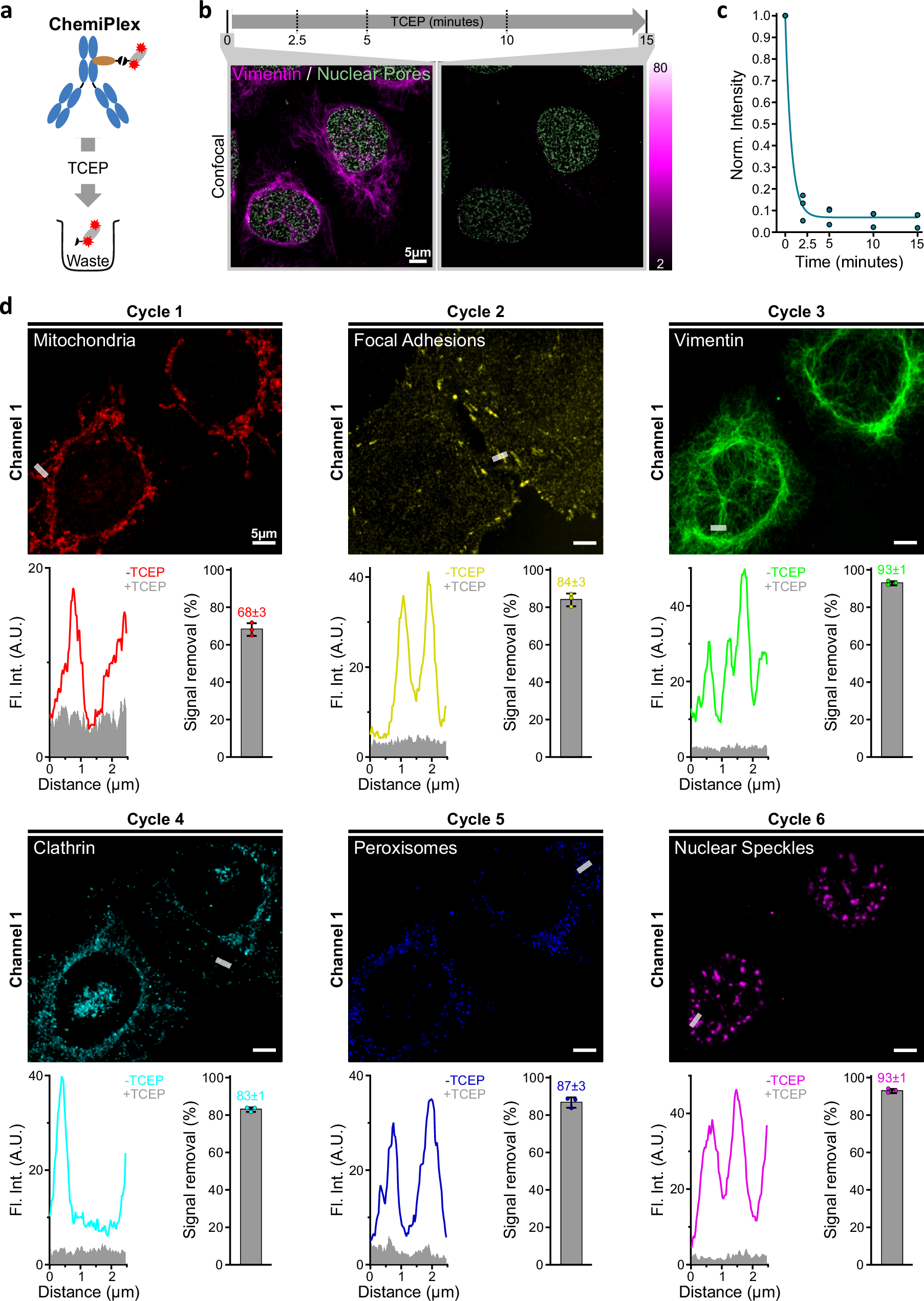 Fig. 3: Erasing the fluorescent signal with a reducing agent (ChemiPlex).
