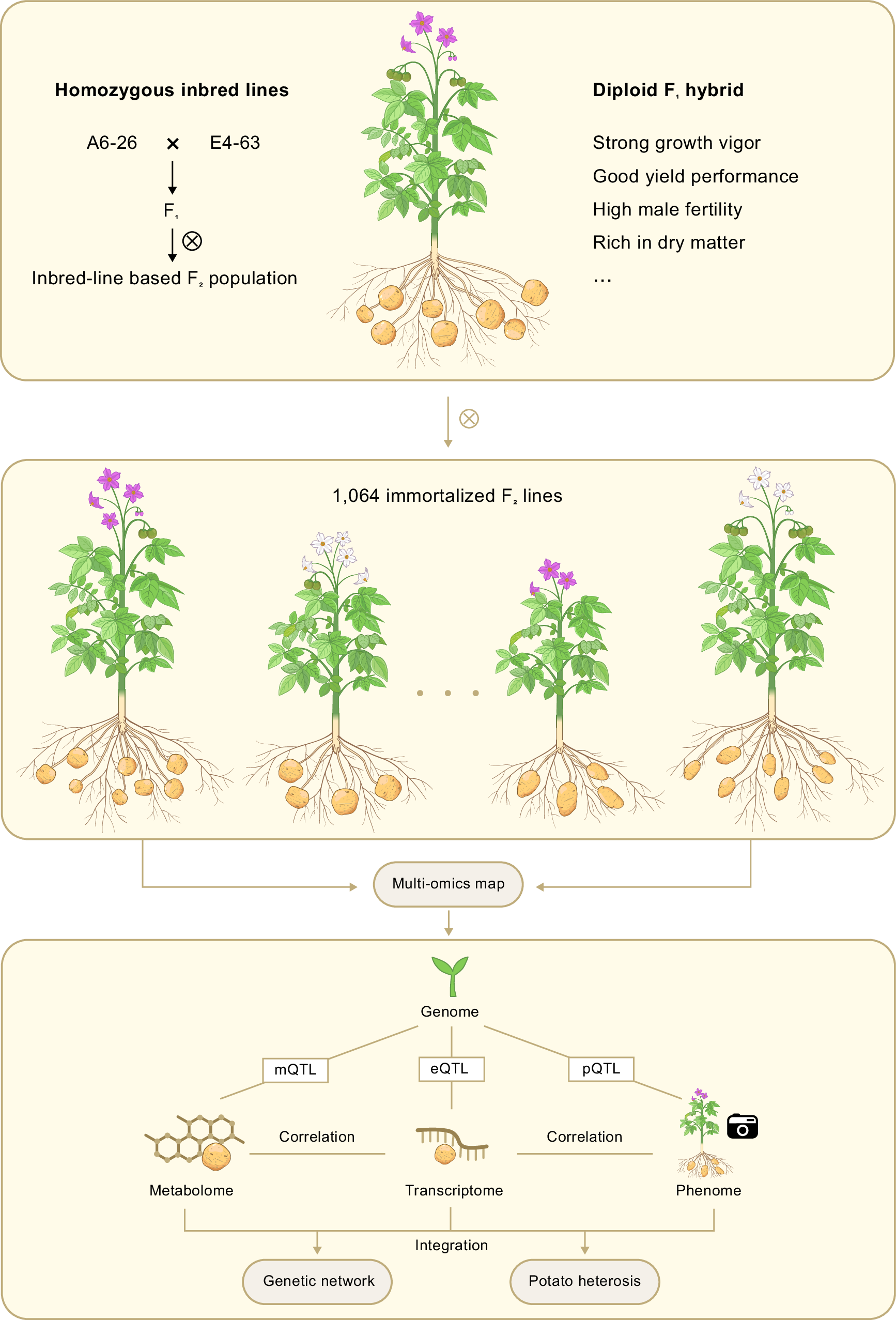 Integrative multi-omics analysis reveals genetic and heterotic  contributions to male fertility and yield in potato | Nature Communications