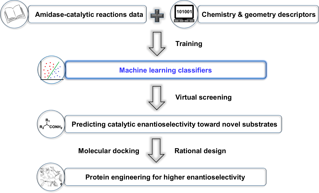 Fig. 1: Workflow of machine learning-assisted amidase-catalytic enantioselectivity prediction and rational design of variants.
