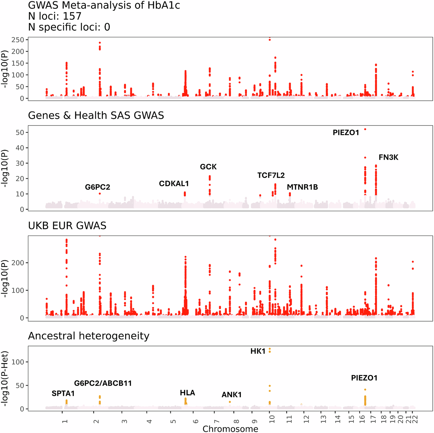 Fig. 3: Multi-ancestry meta-analysis of glycated Haemoglobin (HbA1c).
