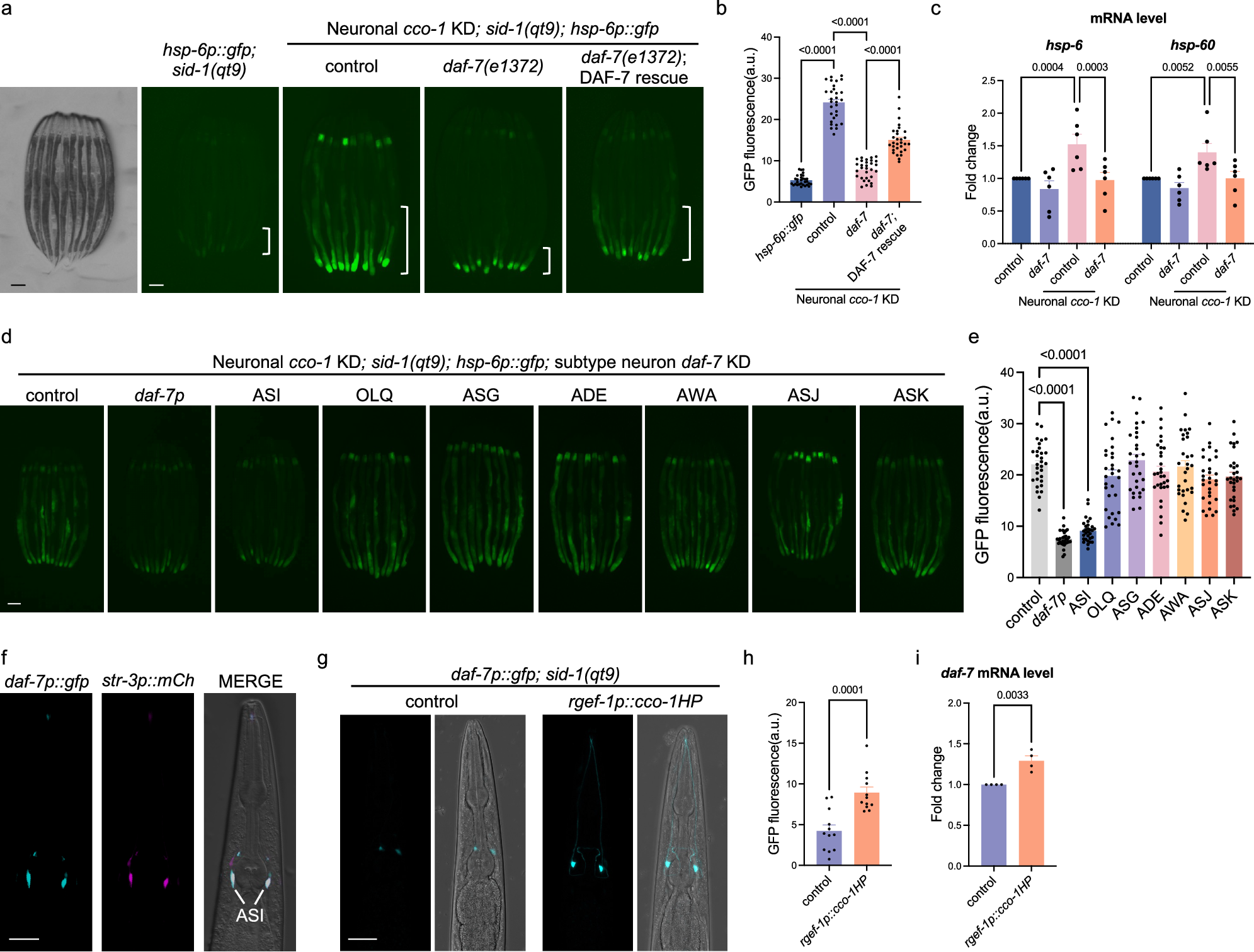 Fig. 1: TGF-β/DAF-7 acts in ASI chemosensory neurons to coordinate the cell non-autonomous UPRmt.