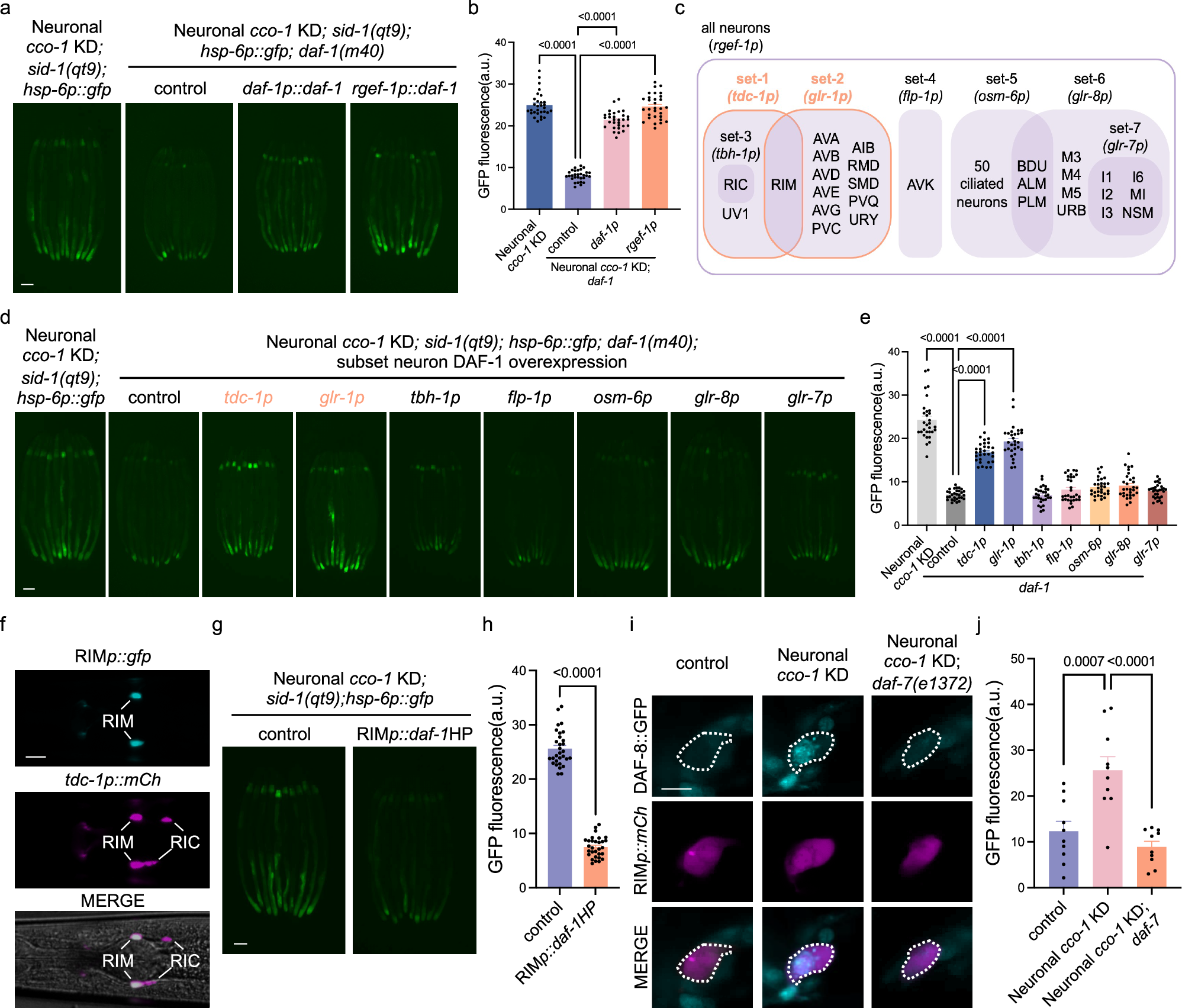 Fig. 3: DAF-1 functions in RIM interneurons to mediate cell non-autonomous UPRmt.