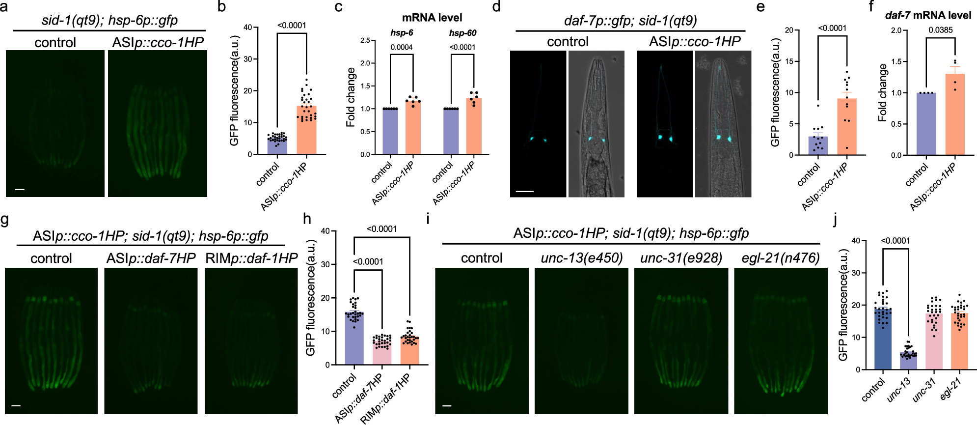 Fig. 4: ASI-specific mitochondrial perturbation is sufficient to activate systemic UPRmt in a daf-7-dependent manner.
