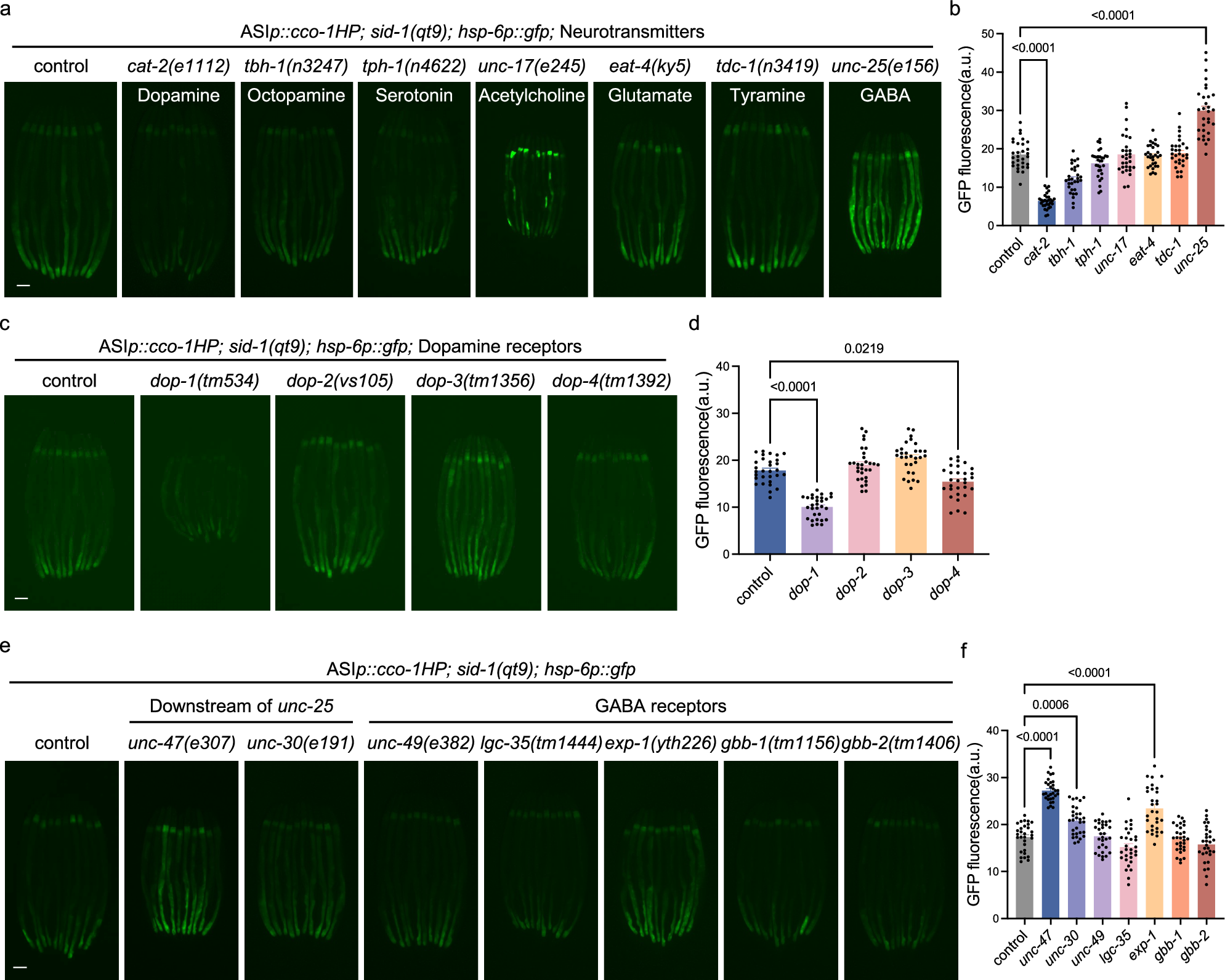 Fig. 5: The UPRmt induced by ASI cco-1 KD is mediated by Dopamine and negatively regulated by GABA.