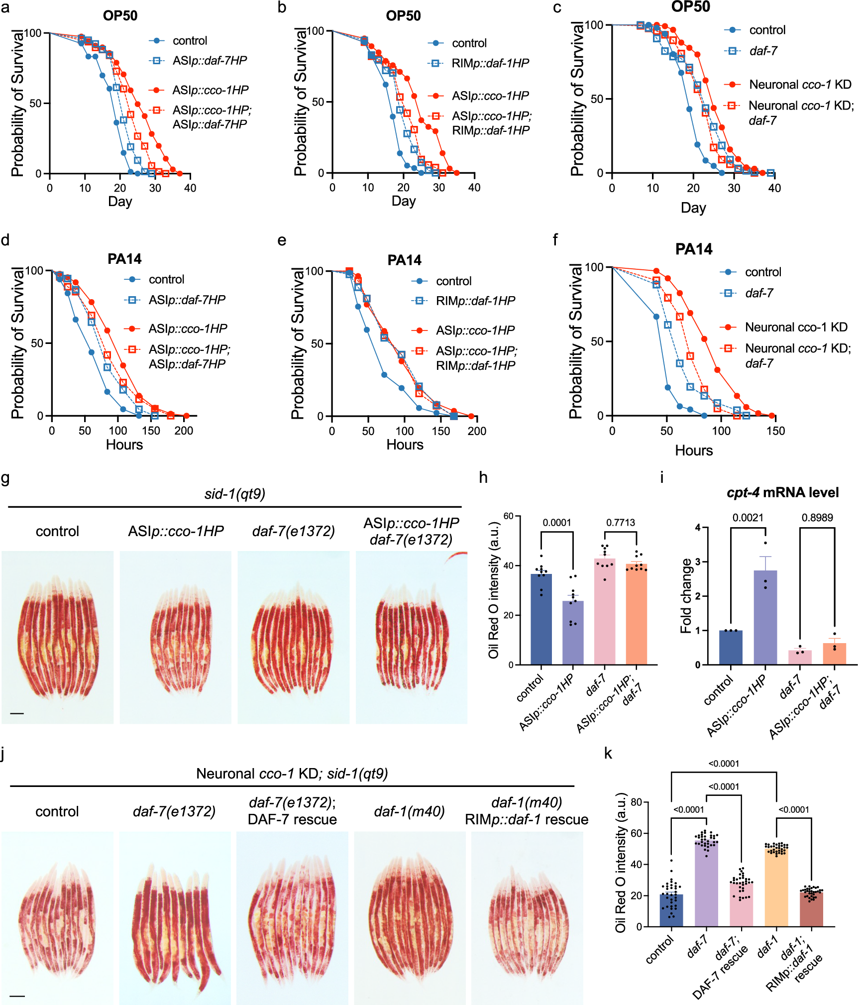 Fig. 6: Mitochondrial perturbation in ASI neurons alters various physiological characteristics of animals.