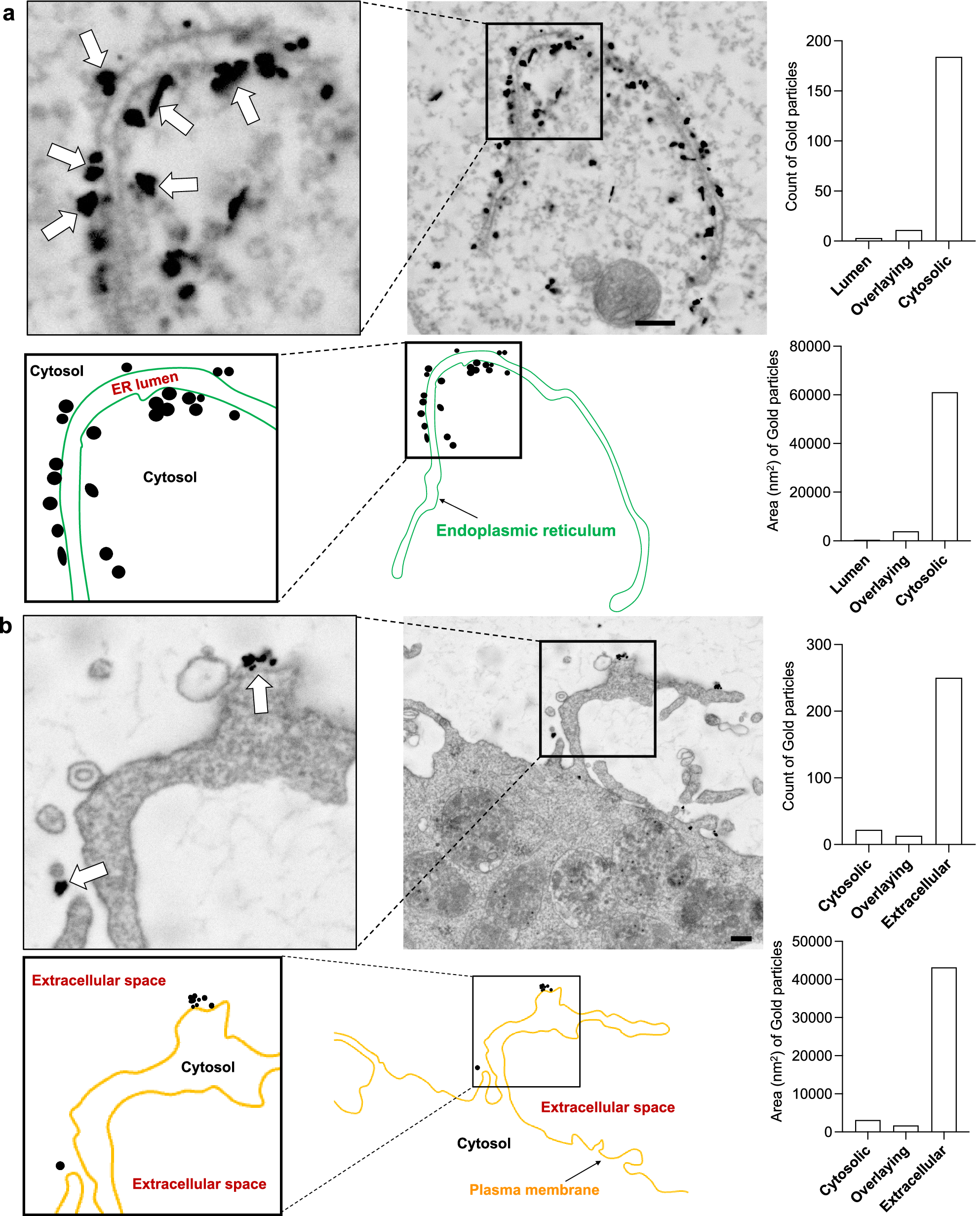 Fig. 3: Extracellular existence of Vap33 MSP domain on the plasma membrane was demonstrated by immunoelectron microscopy analysis.