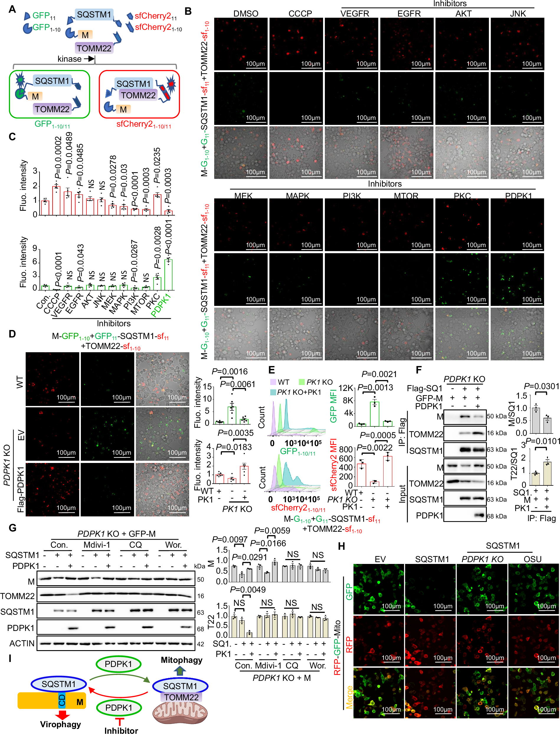 Fig. 2: PDPK1 attenuates M degradation by redirecting SQSTM1 to mitochondria.