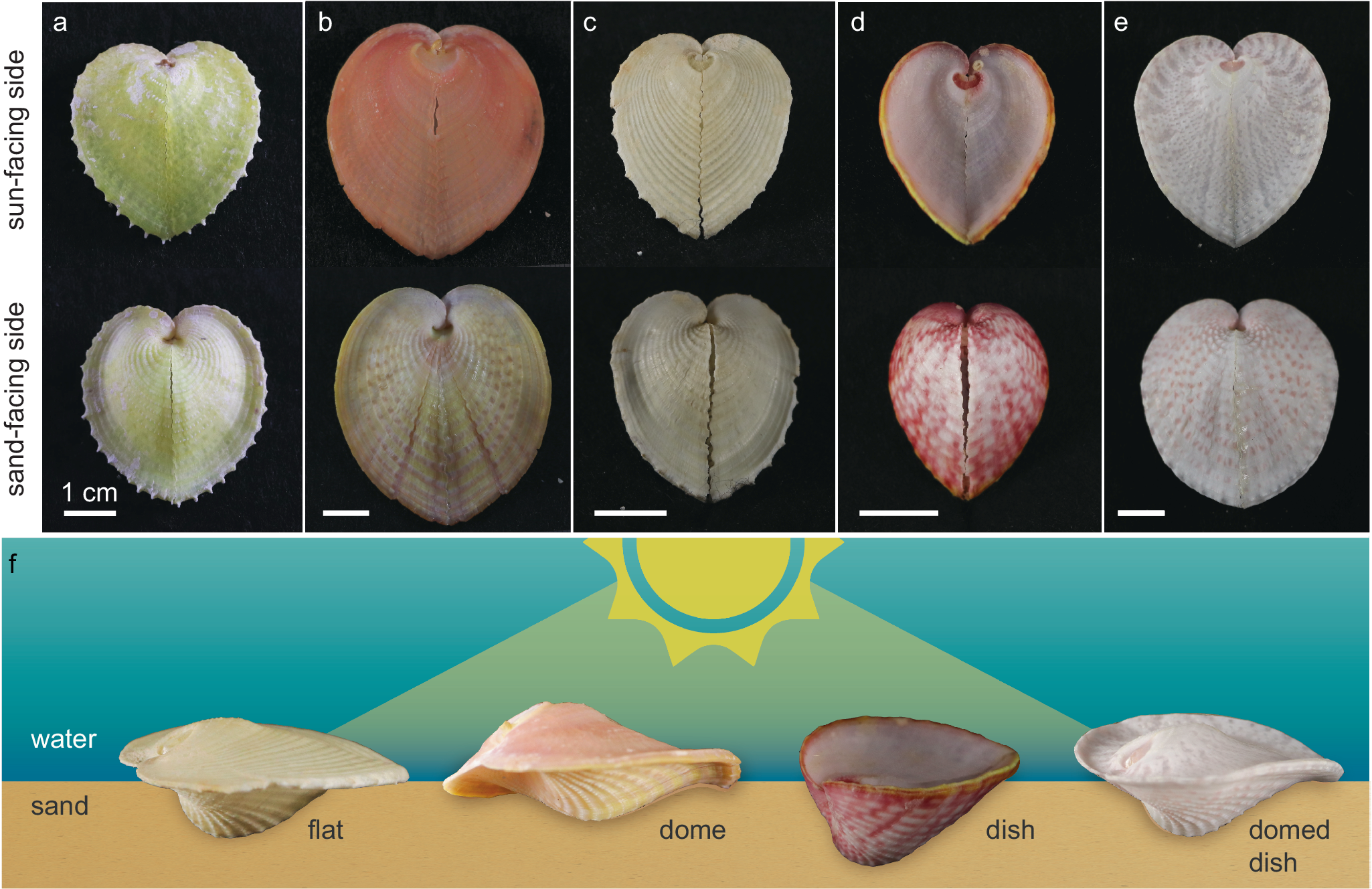 優れた光ファイバーケーブルの作製方法をハマグリに問う (To Build Better Fiber Optic Cables, Ask a Clam)