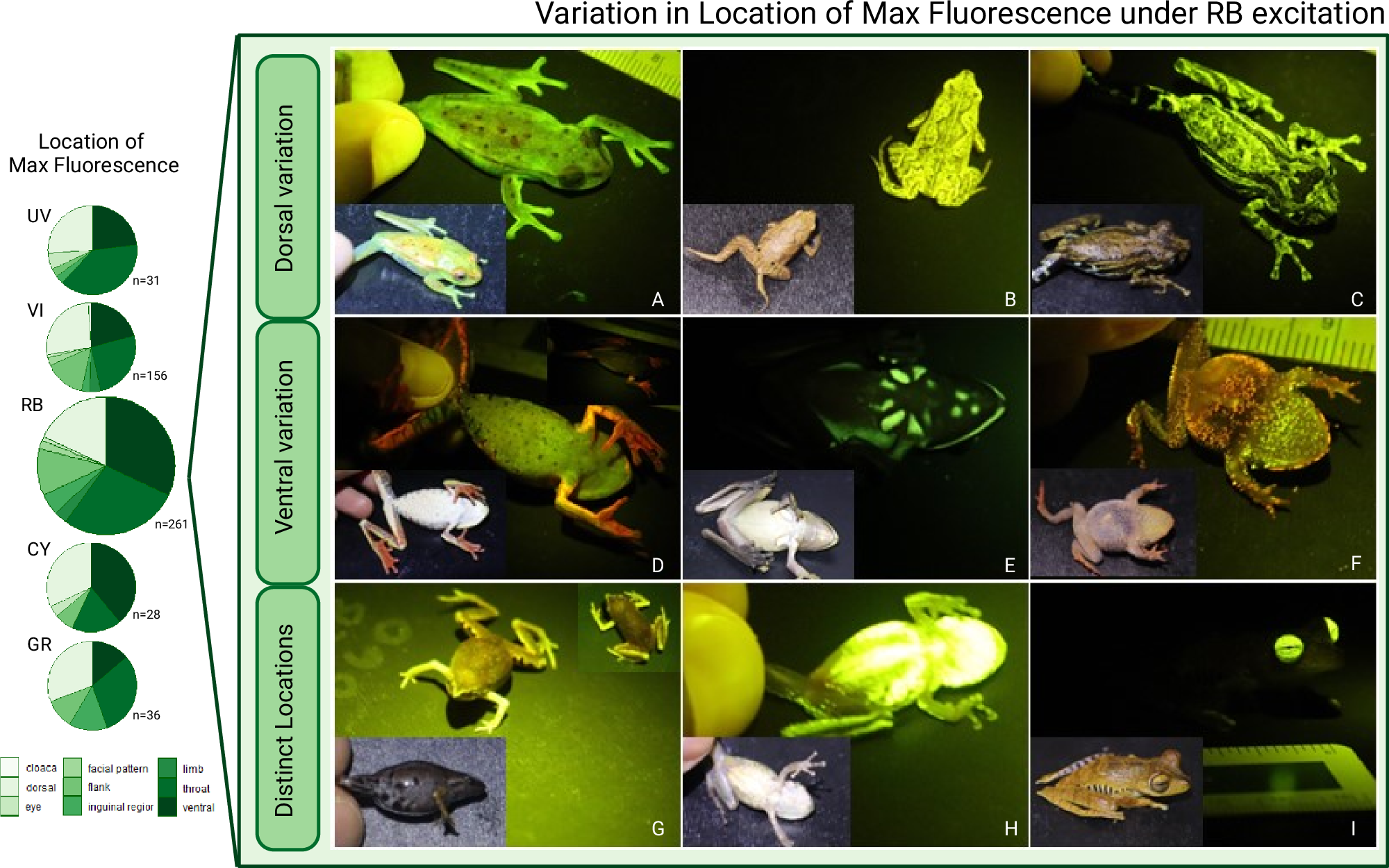 Fig. 6: Maximum biofluorescence by body location.
