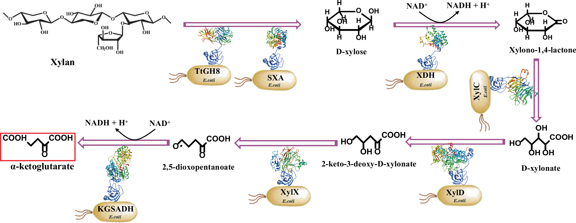 Efficient conversion of hemicellulose into high-value product and electric  power by enzyme-engineered bacterial consortia | Nature Communications