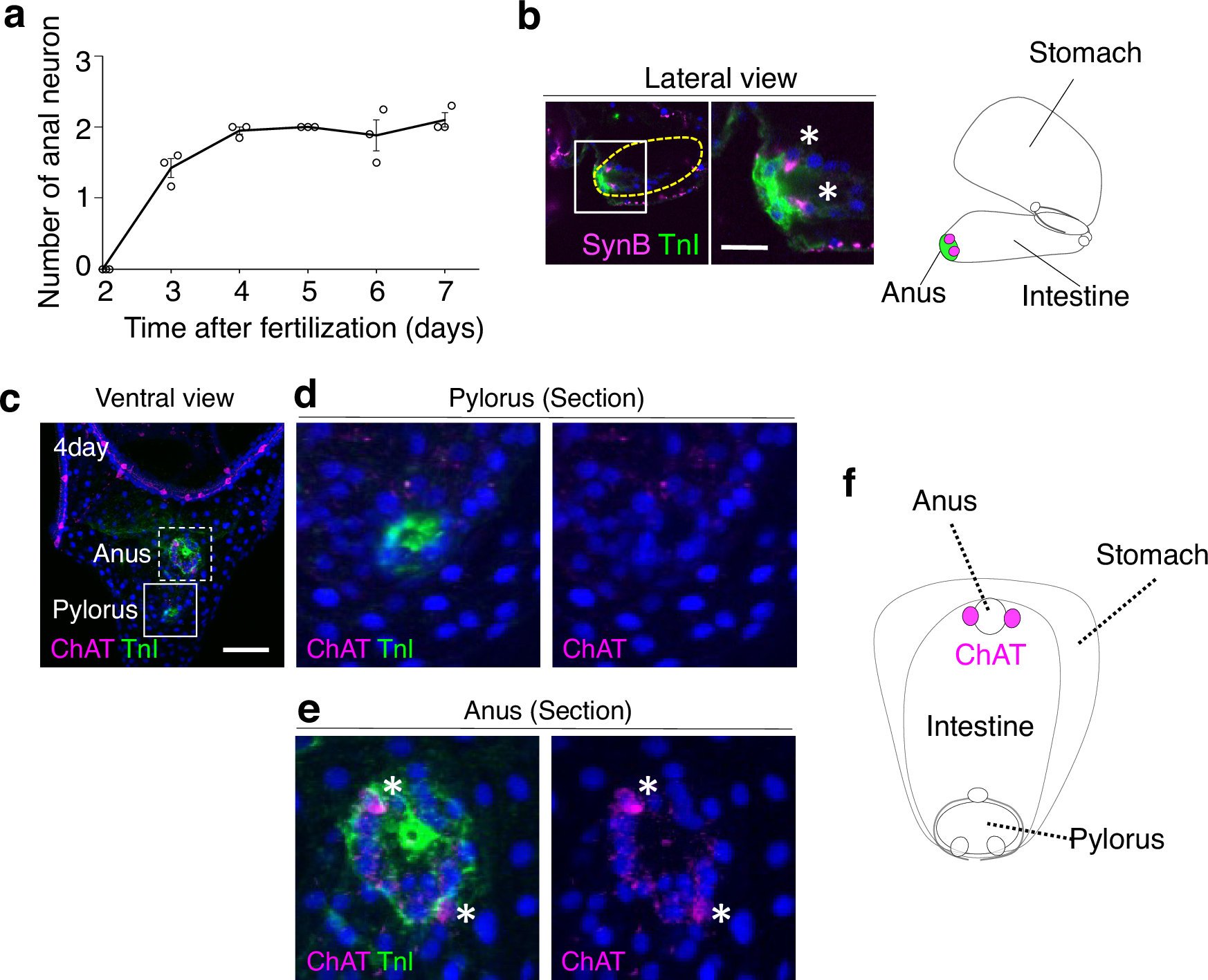 Fig. 3: ChAT-positive anal neurons in sea urchin larvae.