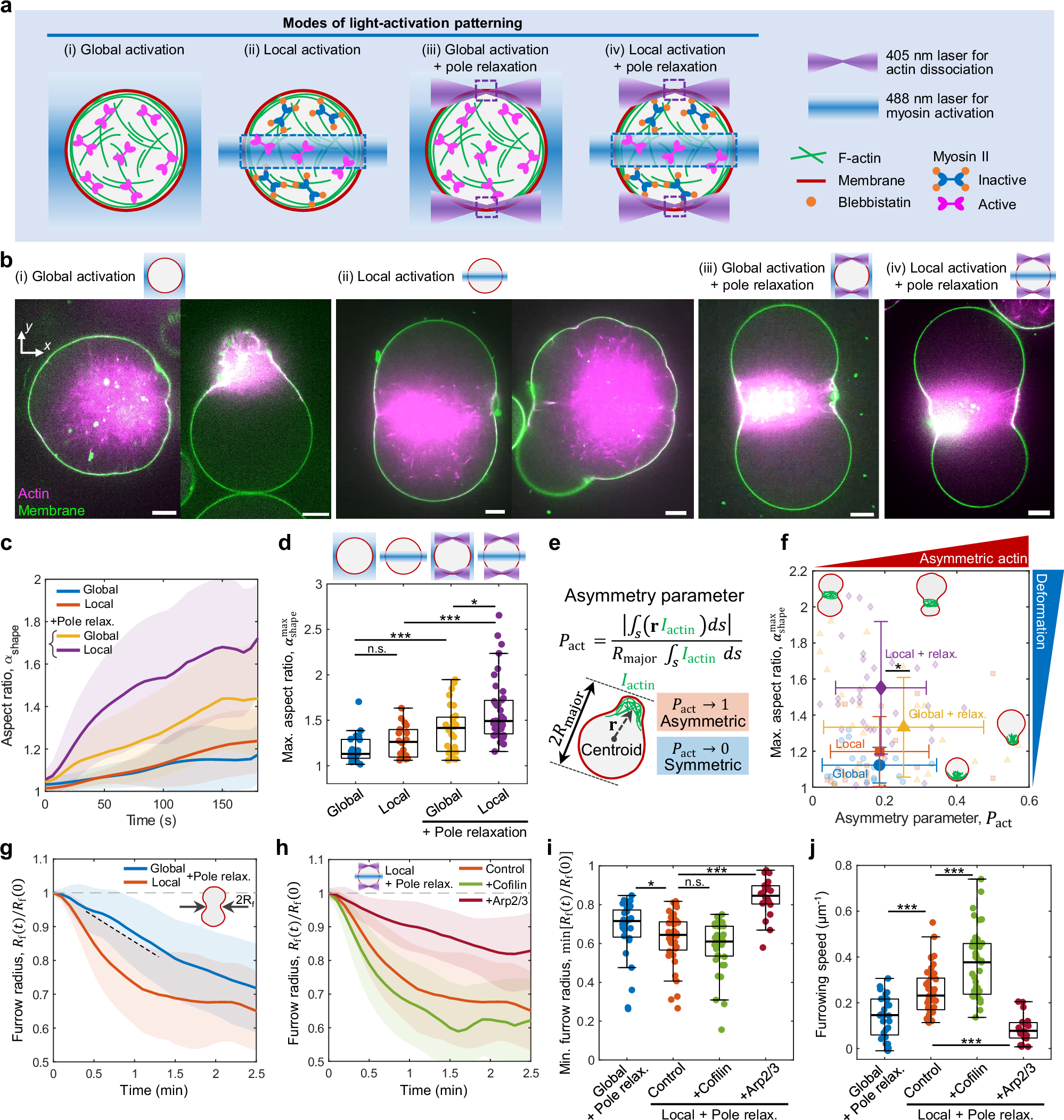 Fig. 2: Pole relaxation with equatorial activation induces fast and symmetric division.