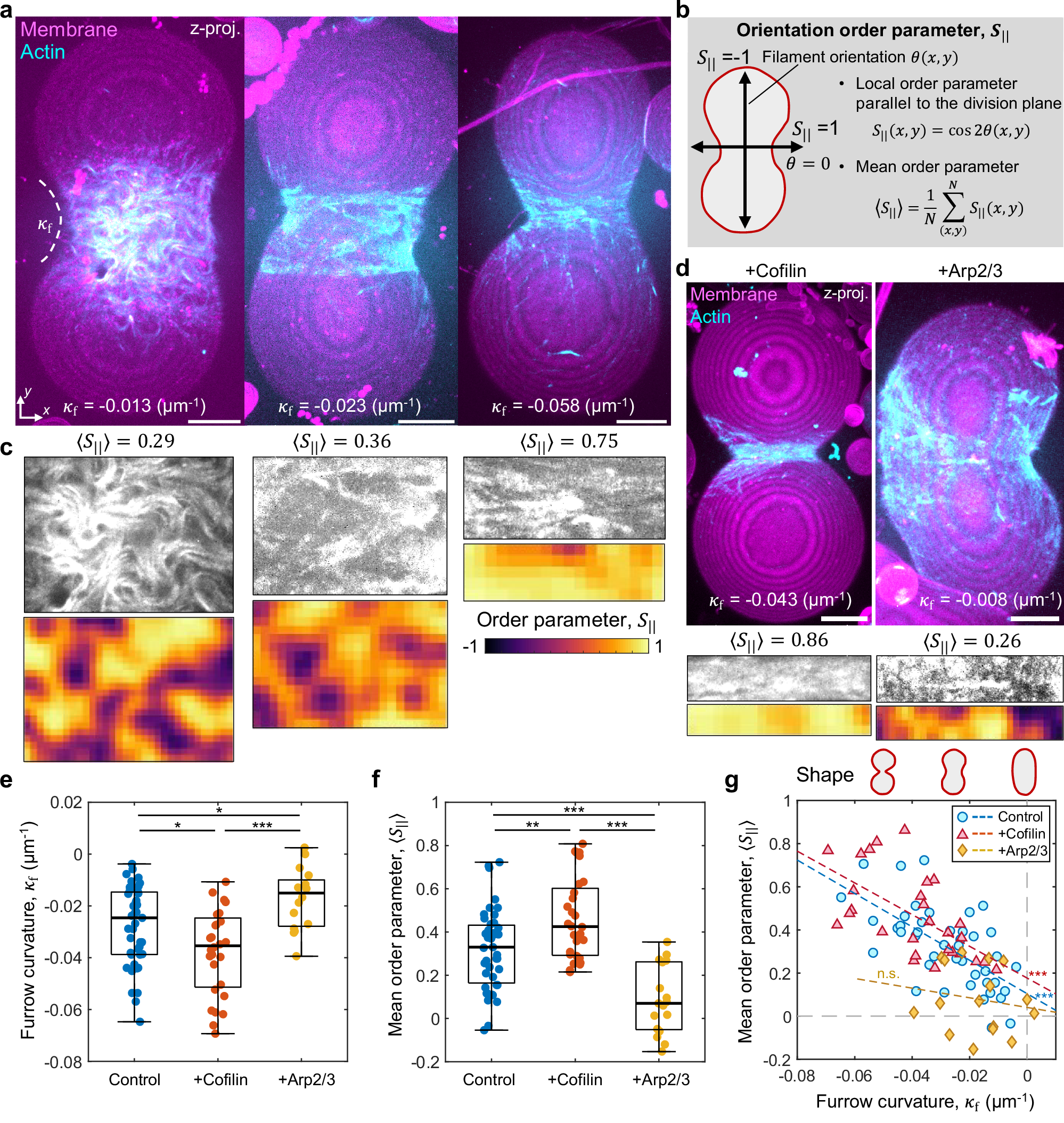 Fig. 3: F-actin alignment parallel to the division plane correlates with furrow curvature.