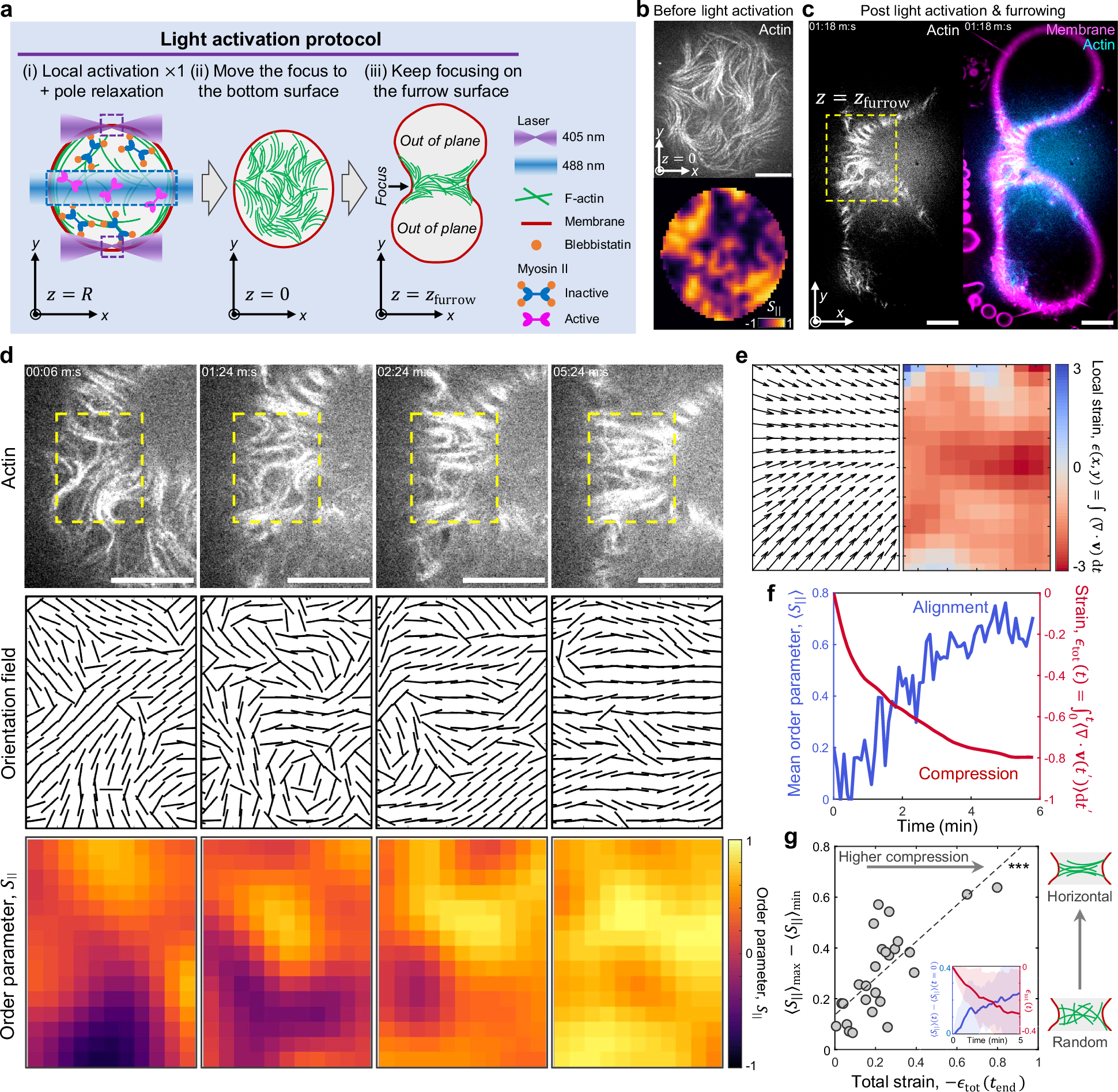 Fig. 4: Convergent cortical actin flow aligns F-actin parallel to the division plane.