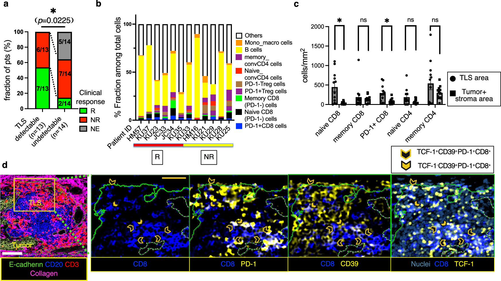 Fig. 5: The CD8⁺ T cell composition within TLSs associated with ICB effect is distinct from that in conventional tumor regions.