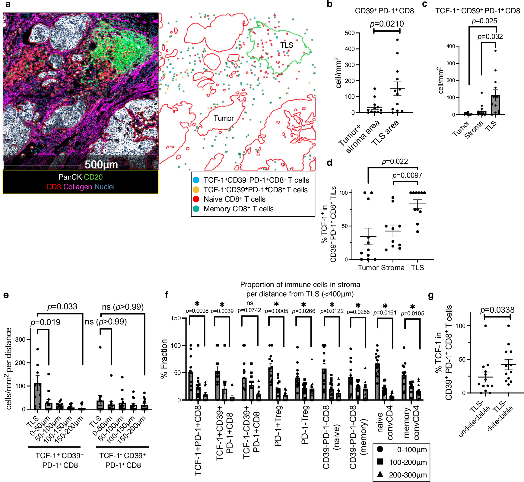Fig. 6: Spatial features of CD39+ Tpex cells characterized by abundant localization in TLSs and near the stroma are distinct from those of CD39+ dTex cells.