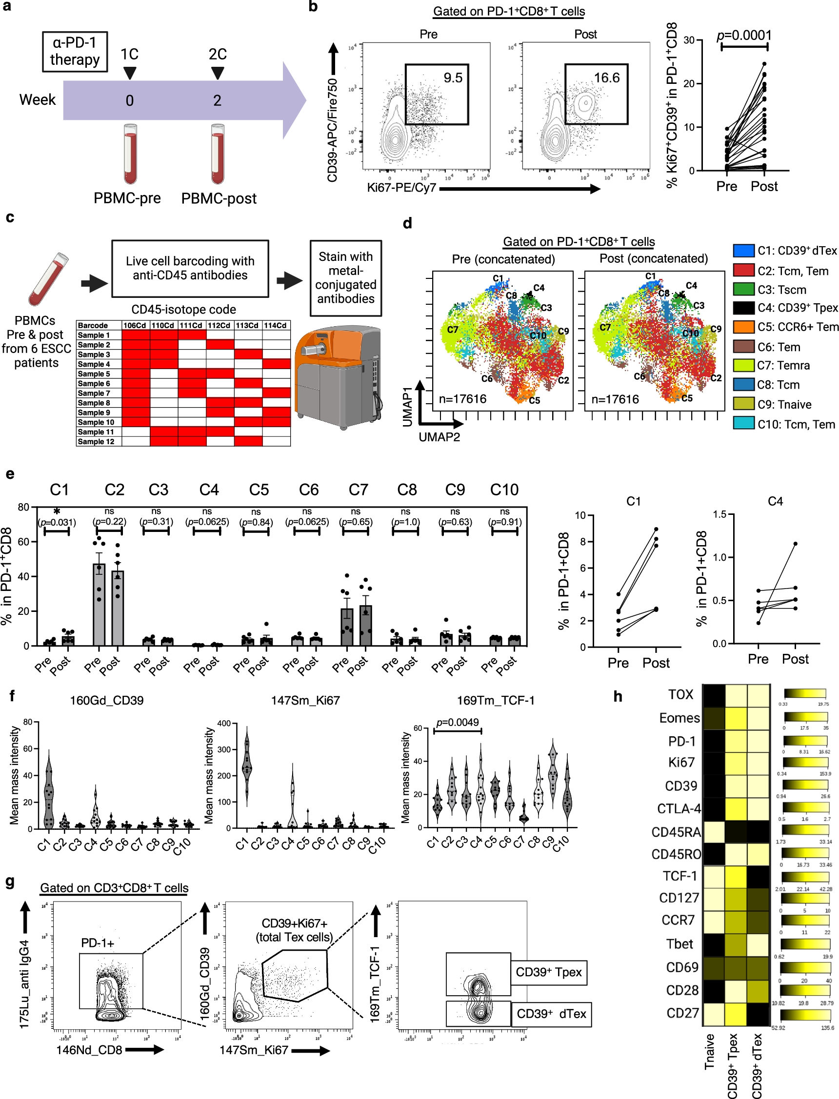 Fig. 7: Circulating CD39+Ki67+ Tex (CD39+Ki67+PD-1+CD8+ T) cells, partly consisting of CD39+ Tpex (TCF-1+CD39+Ki67+PD-1+CD8+ T) cells, preferentially increase in frequency 2 weeks after ICB therapy.