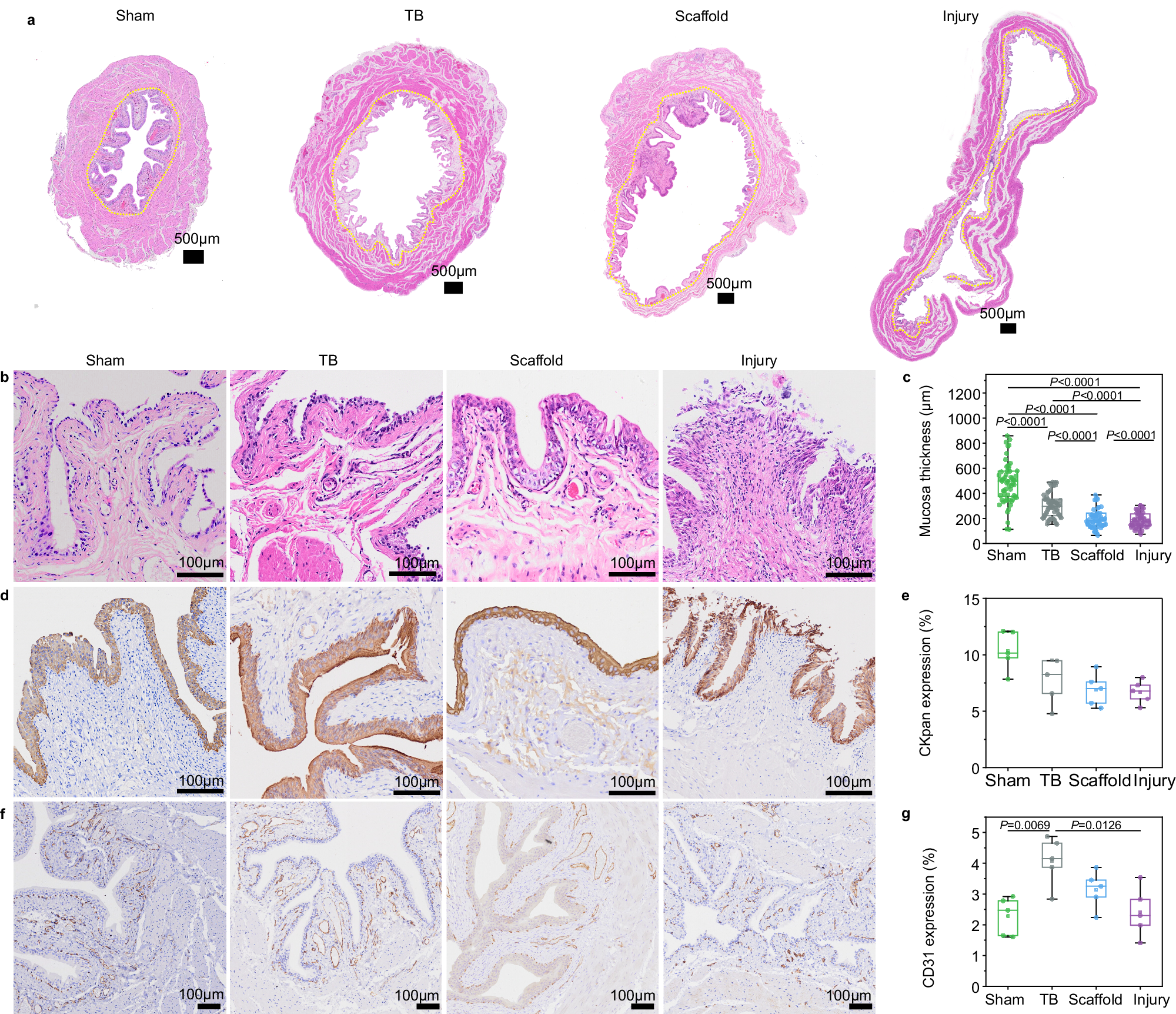 Fig. 5: Histomorphology change of bladder 2 weeks later.