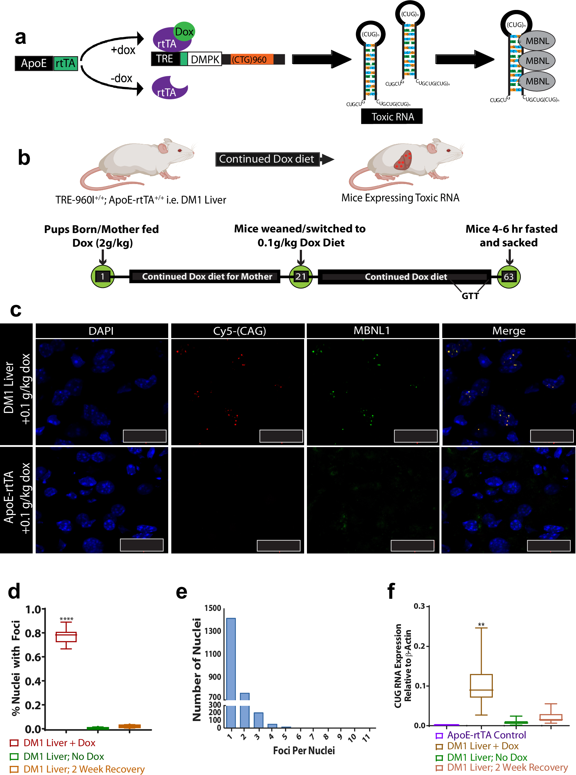 Fig. 1: Murine model recapitulates molecular mechanism of DM1 in hepatocytes.
