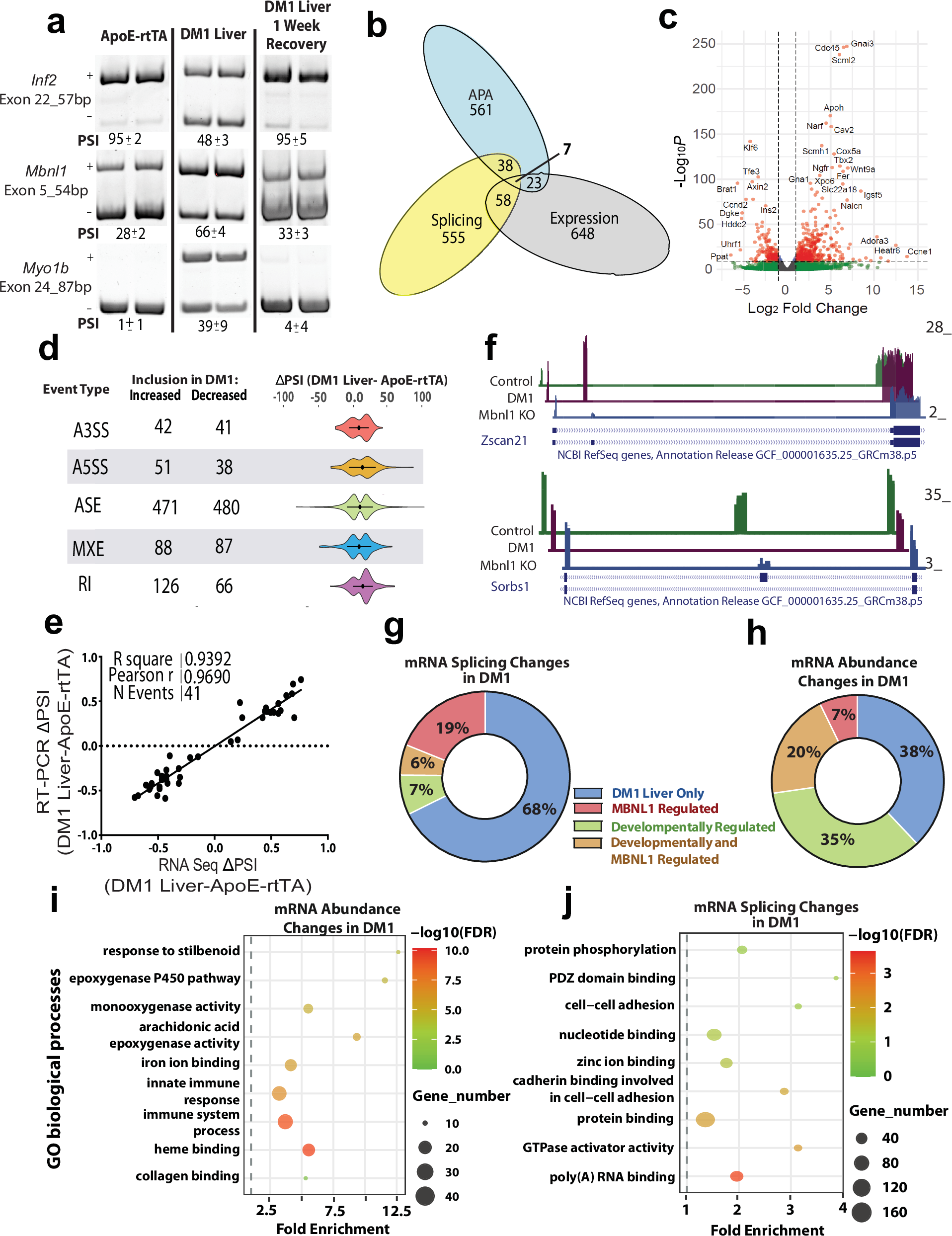 Fig. 2: DM1 induces global transcriptomic alterations in hepatocytes.