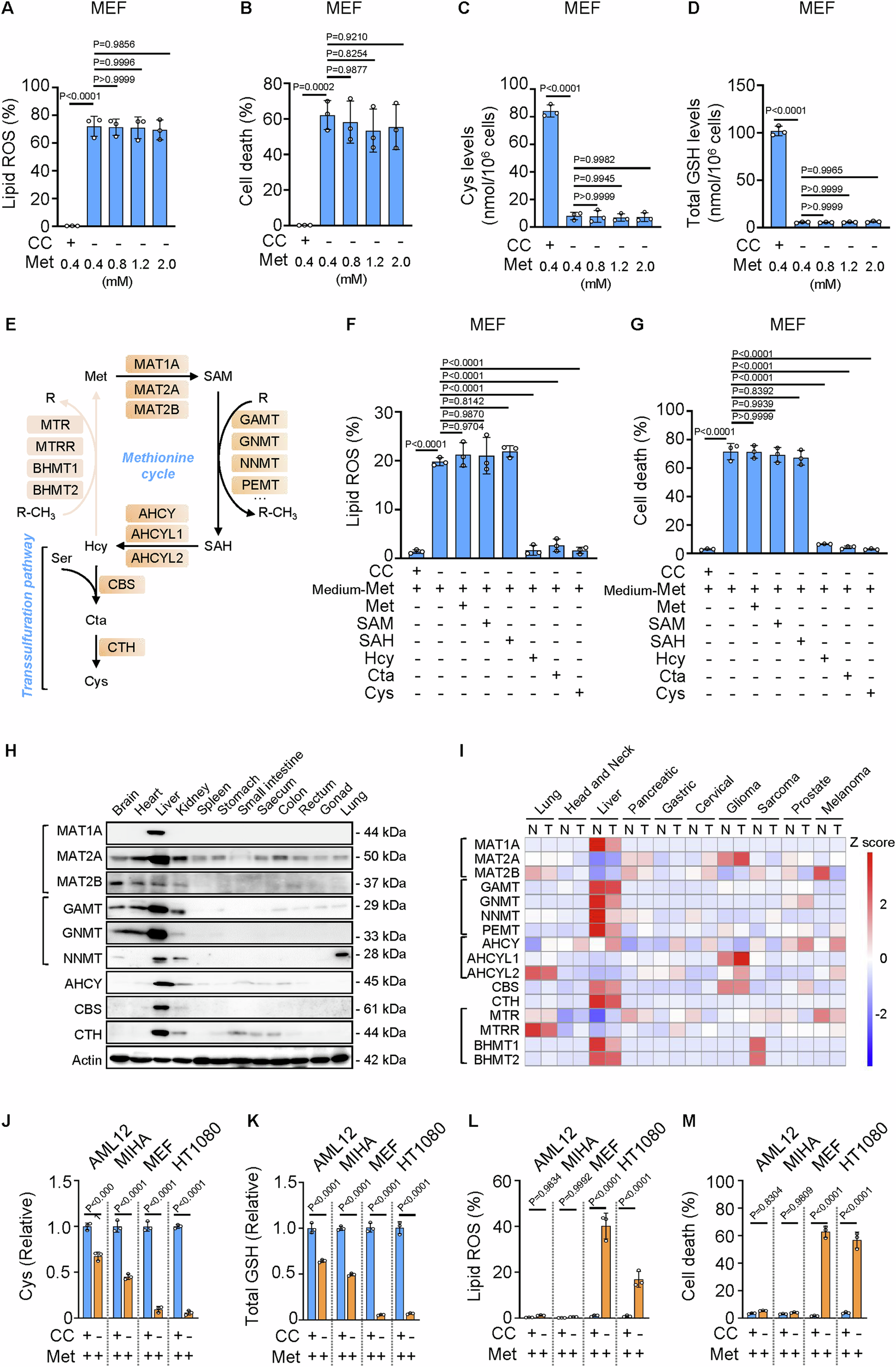 Fig. 1: The synthesis of the cellular cysteine from methionine via the transsulfuration pathway might function in a tissue specific manner.