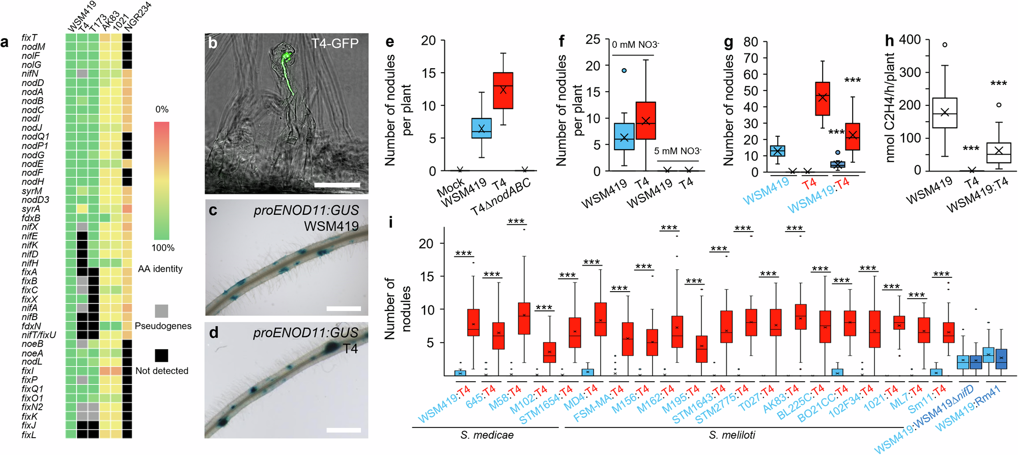 Fig. 2: E. adhaerens T4 NF-dependent nodulation and T4 competitiveness.