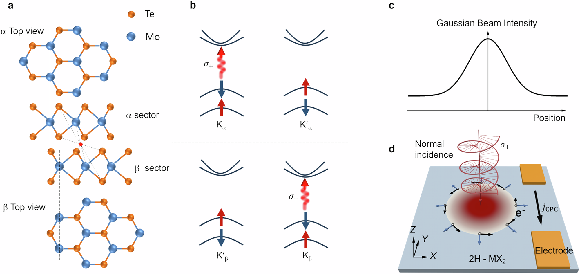 Fig. 1: Proposed mechanism of spin-polarized CPC in multilayer 2H-MoTe2.
