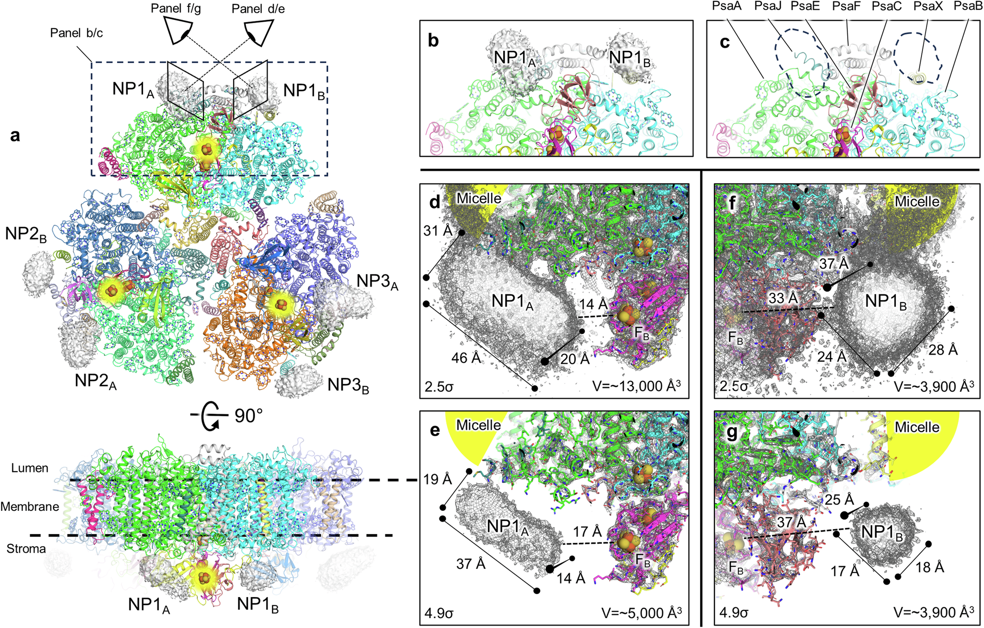 光を水素燃料に変える光合成触媒の構造を解明(Unveiling the structure of a photosynthetic catalyst that turns light into hydrogen fuel)