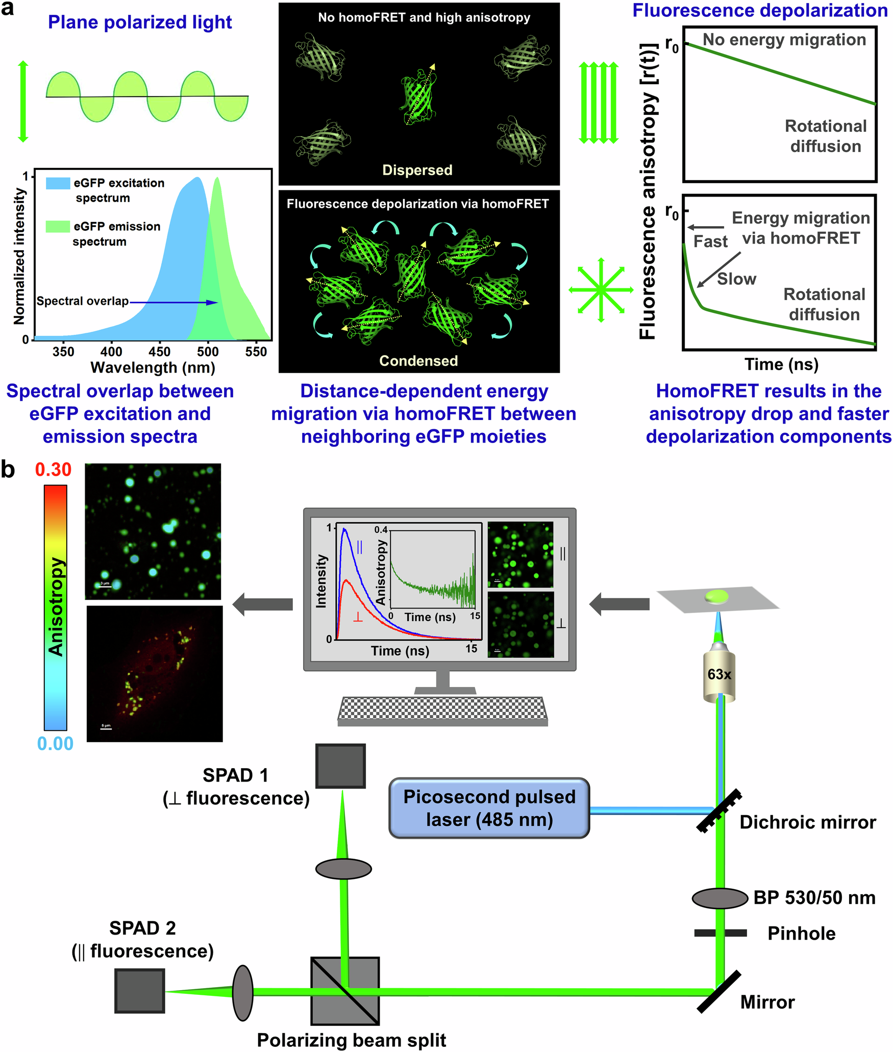 Fig. 1: The mechanism and detection of energy migration via homoFRET.