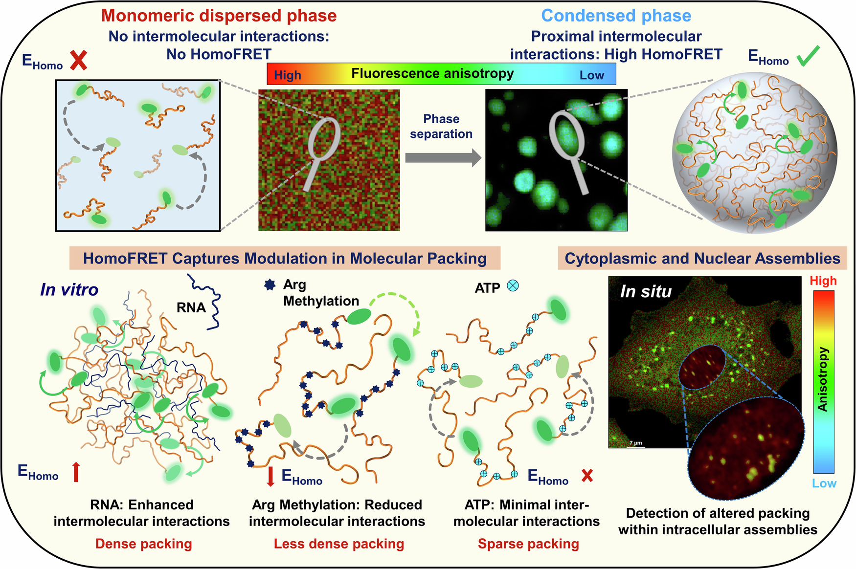 Fig. 6: A schematic illustration of homoFRET imaging to study modulation in internal organization and molecular packing within phase-separated assemblies formed in vitro and in situ.