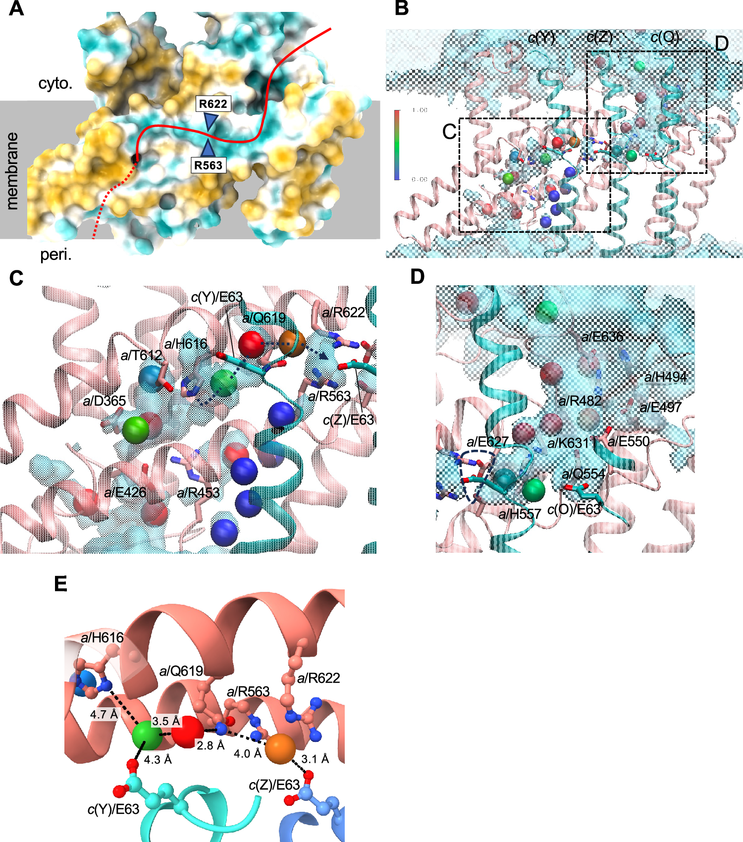 Fig. 3: Proton pathway in both hemi channels with water densities.