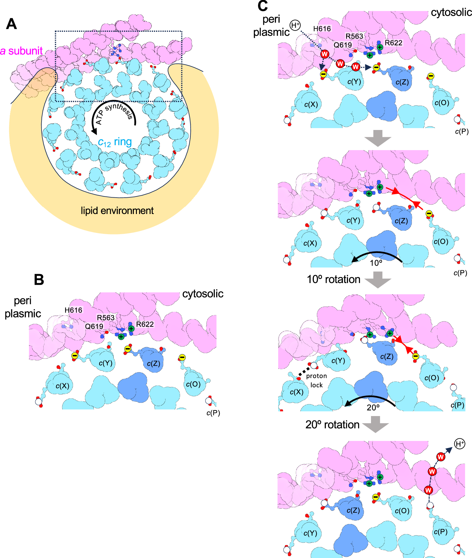 Fig. 6: Brownian ratchet rotation of c12-ring by pmf.