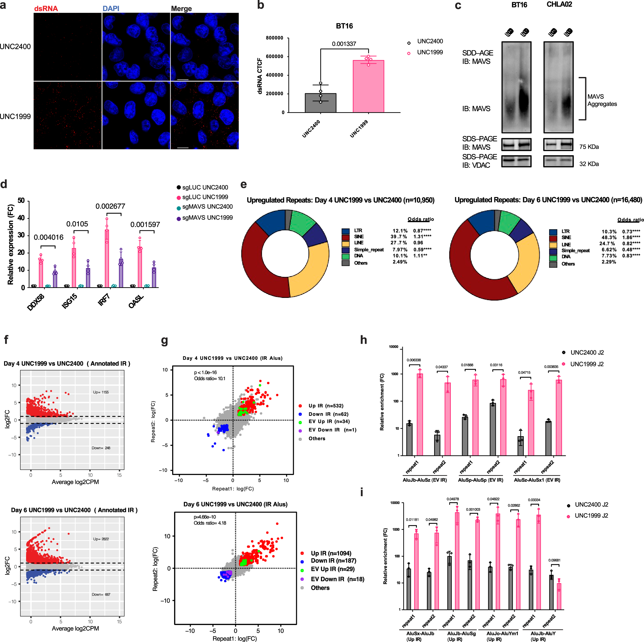 Fig. 2: UNC1999 treatment induces RNA sensing pathway through activating Alu IRs.
