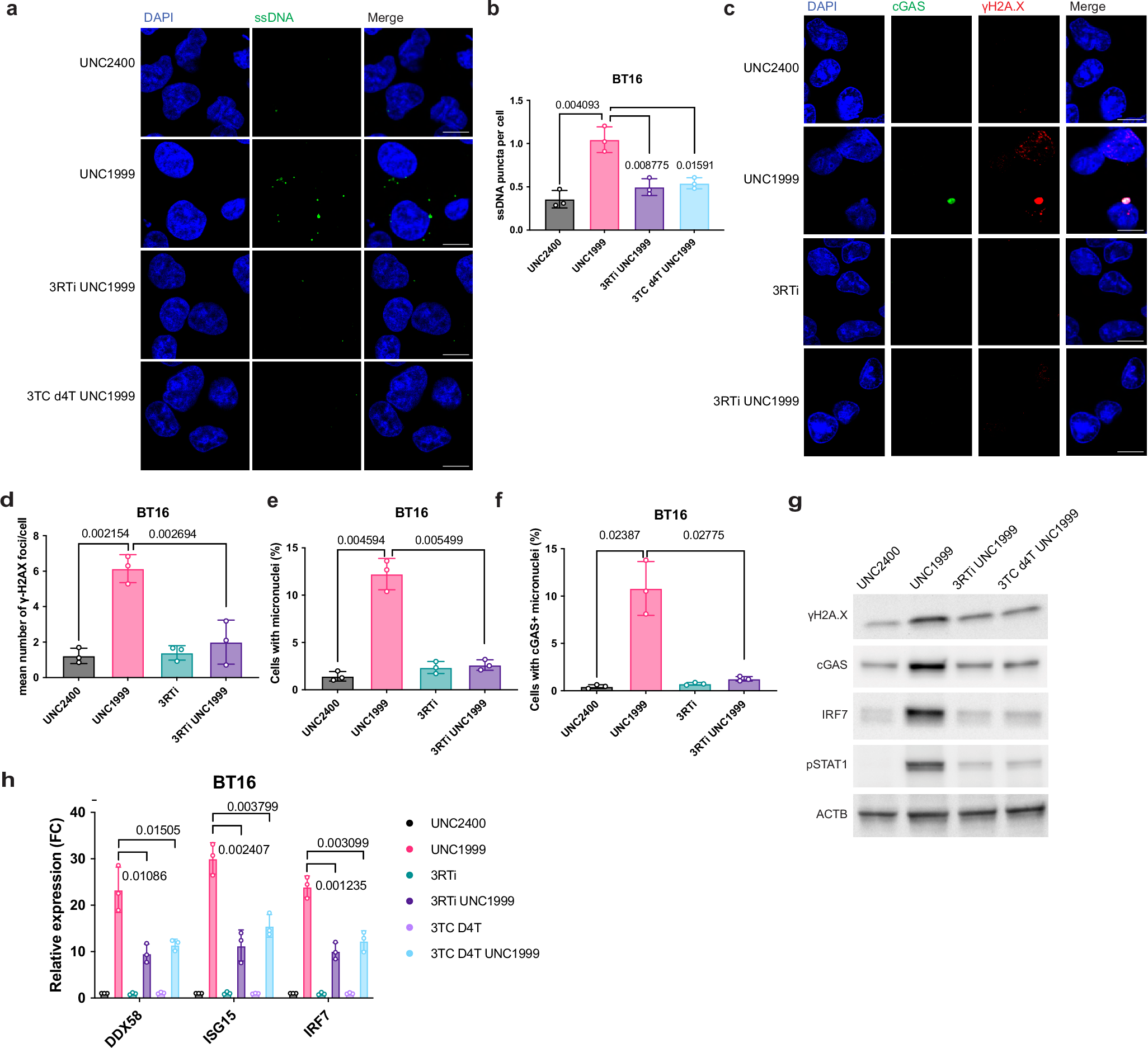 Fig. 6: UNC1999 treatment induces DNA damage through L1-mediated reverse transcription.